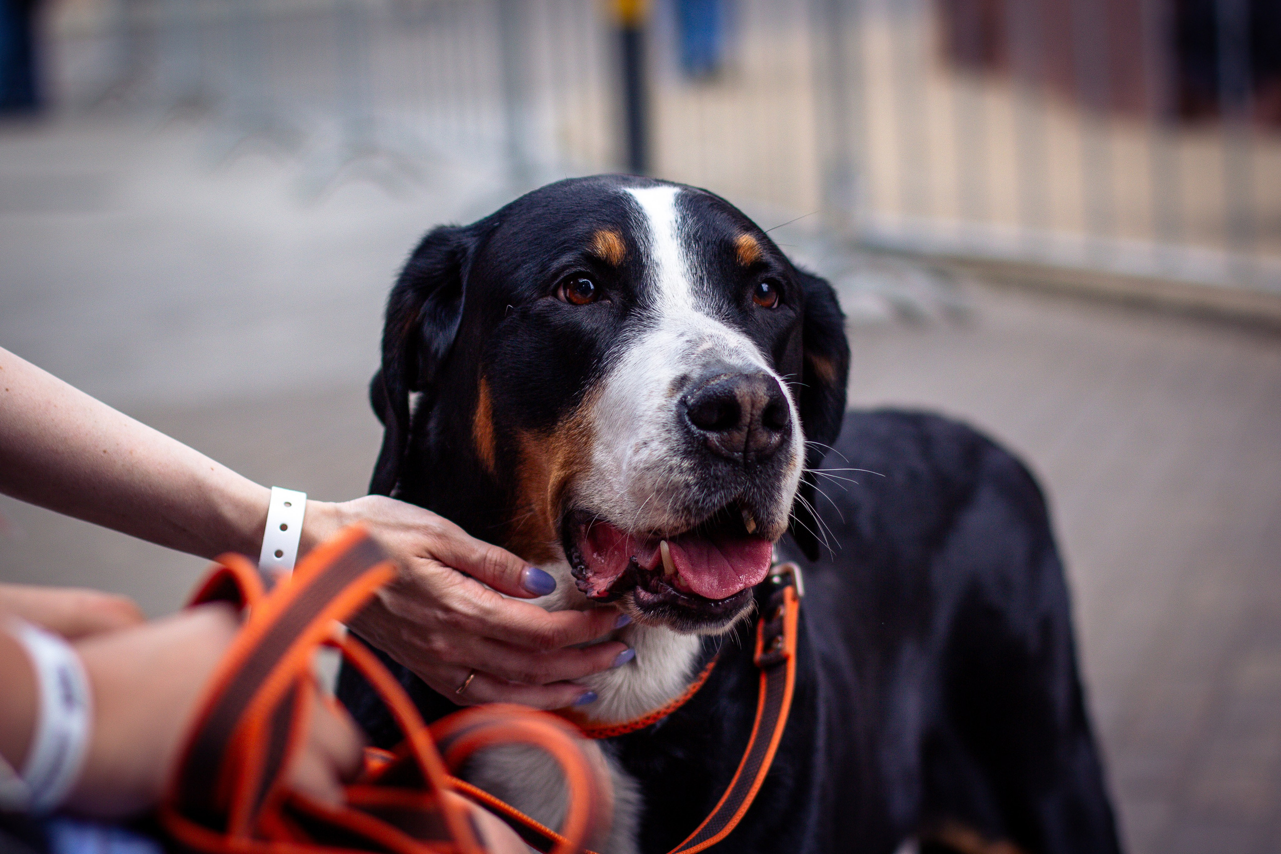 КАСТОМ КОНВЕНЦИЯ 2025. Rusty Photographer