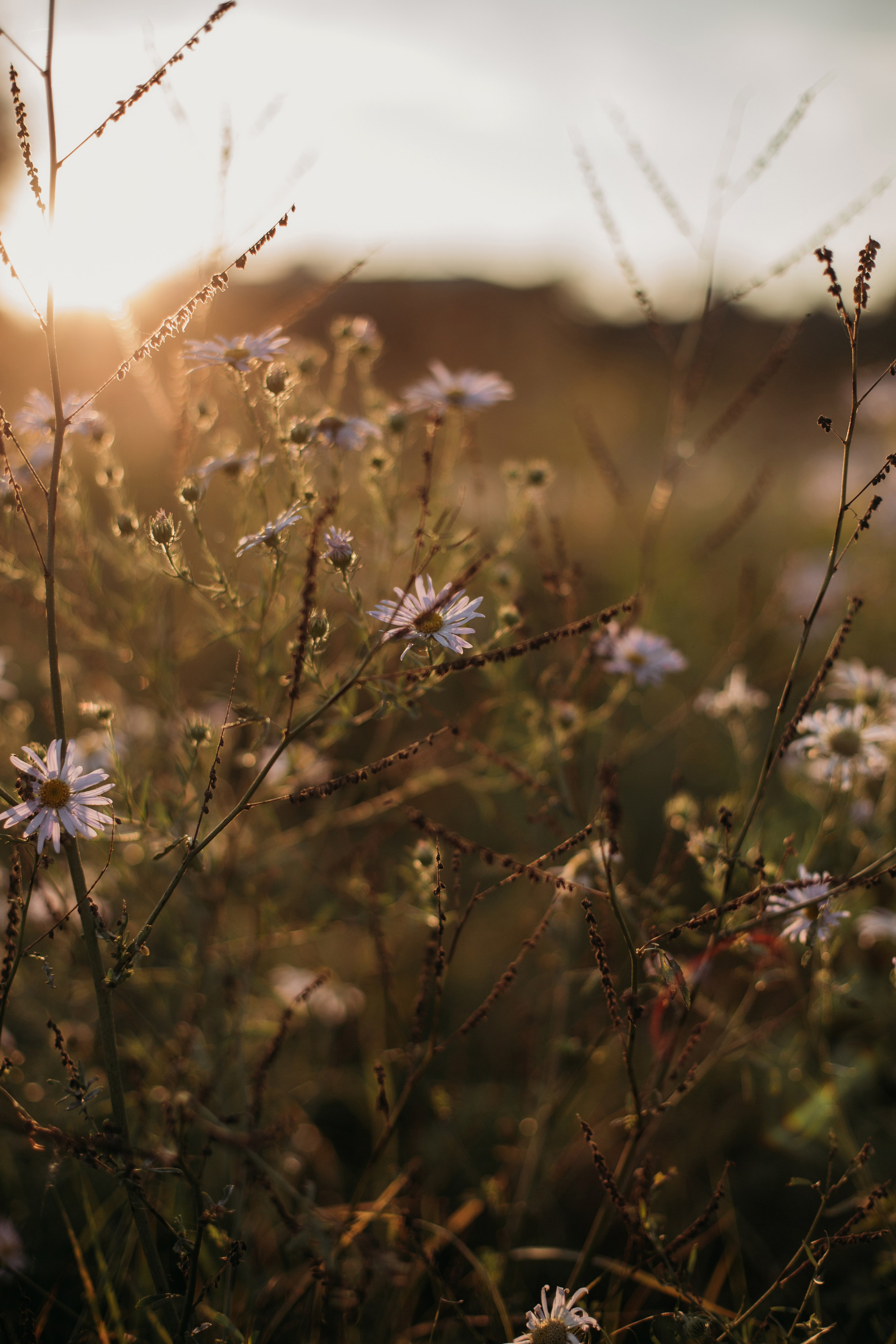 Портфолио. Фотограф Голенева Анастасия