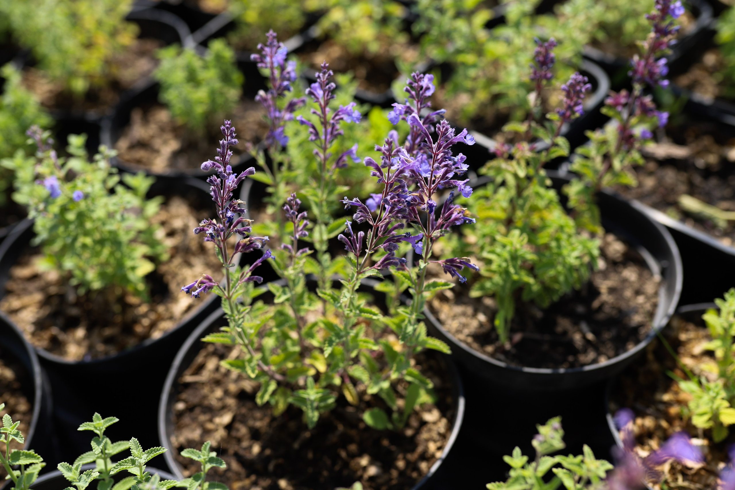 Садовый центр. Фотограф Эмилия Сафиуллина