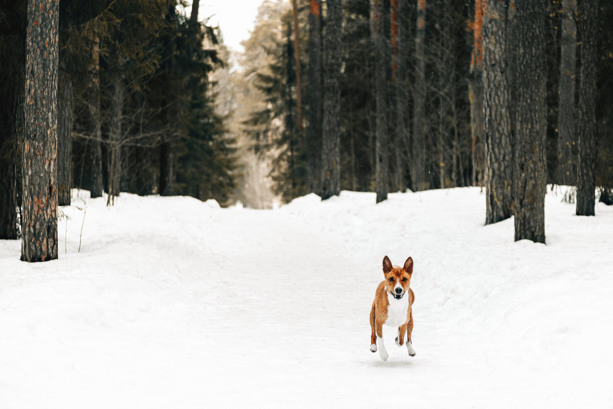 Басенджи Мэнни. Htykk_photo