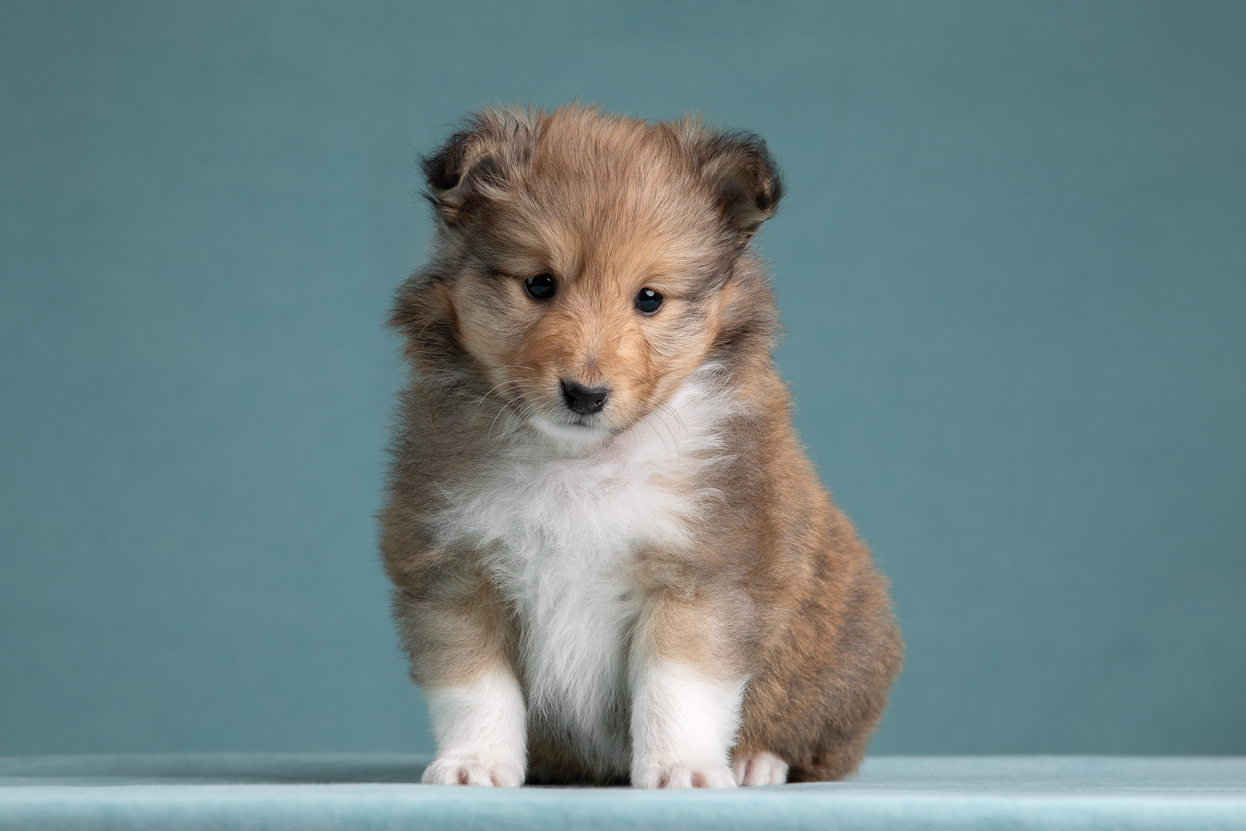 Фото соболиных щенков шелти в возрасте 7 недель на голубом фоне. Фотограф-анималист в Москве и Московской области Татьяна Фролова