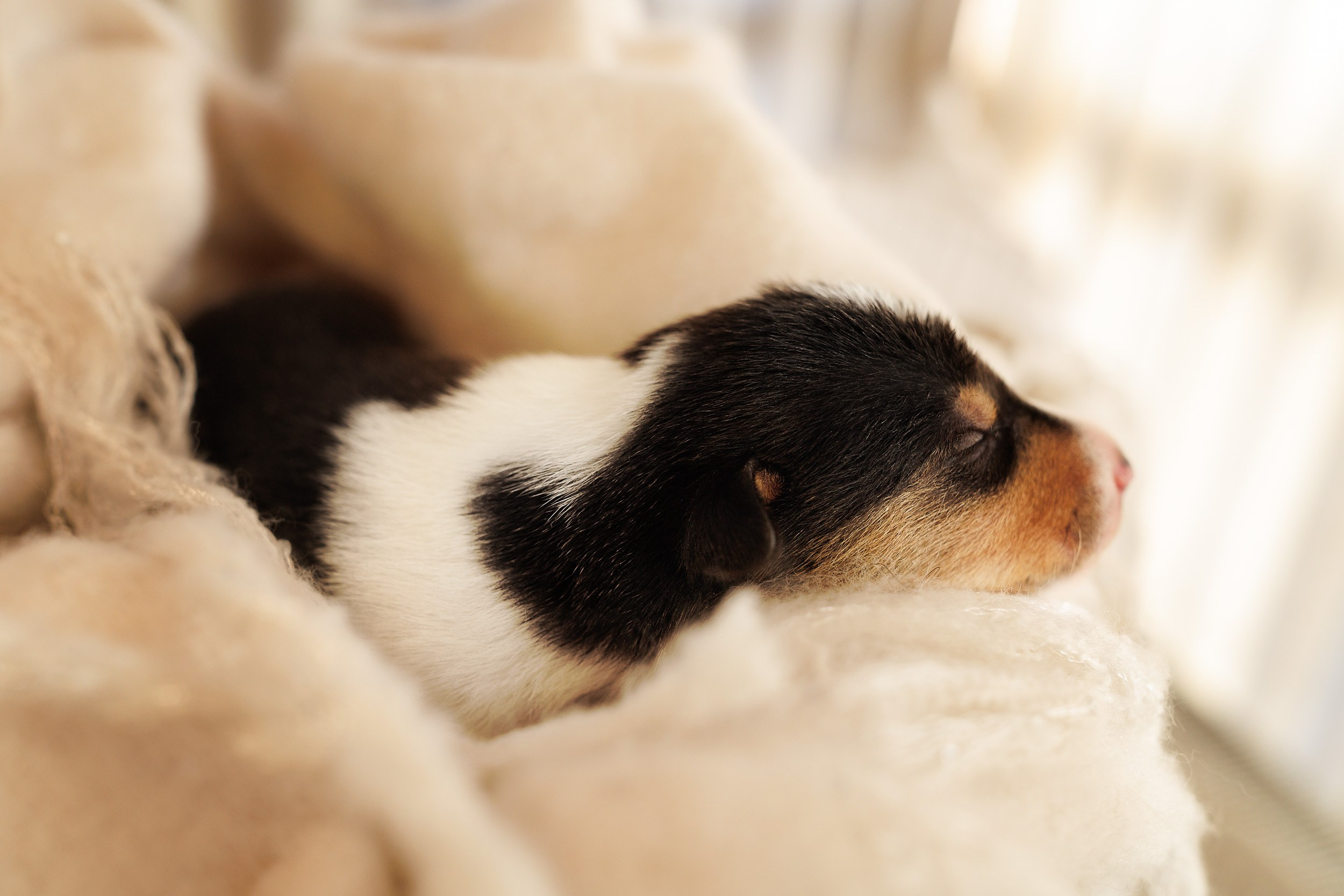 Короткошерстные колли в 2 недели. Фотограф-анималист в Москве и Московской области Татьяна Фролова