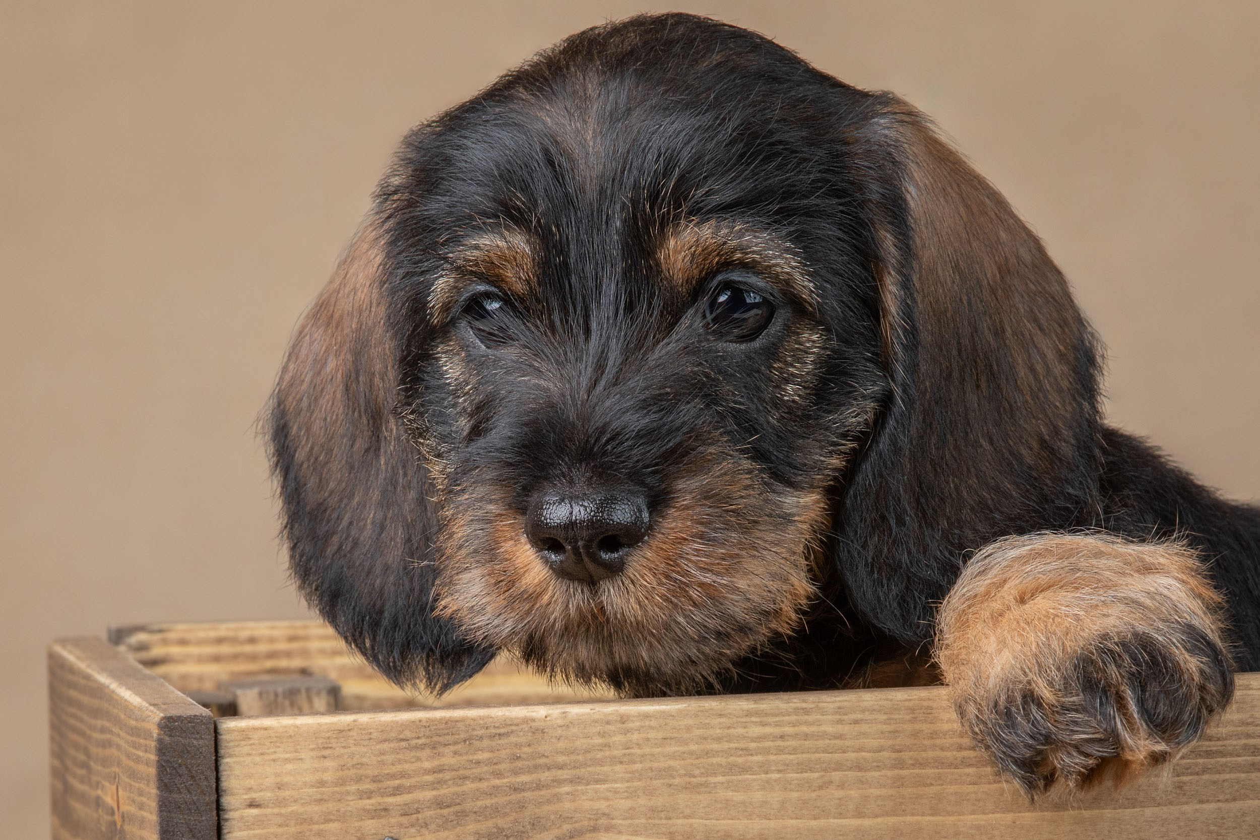 Съемка щенков жесткошерстной таксы на бежевом фоне в ящике. Фотограф-анималист в Москве и Московской области Татьяна Фролова