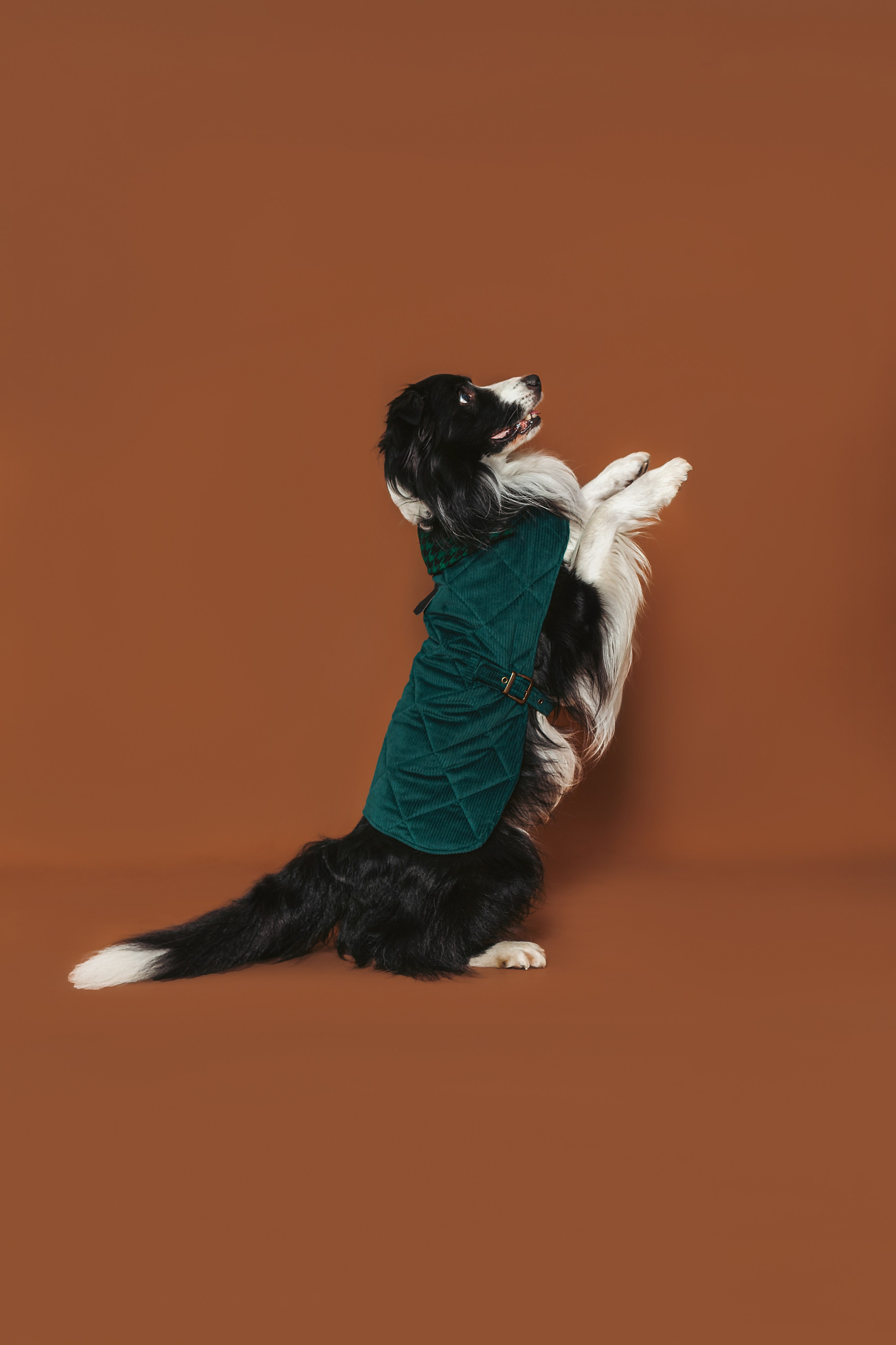 Съемка для бренда TEDDYBOY. Фотограф-анималист Татьяна Степанова