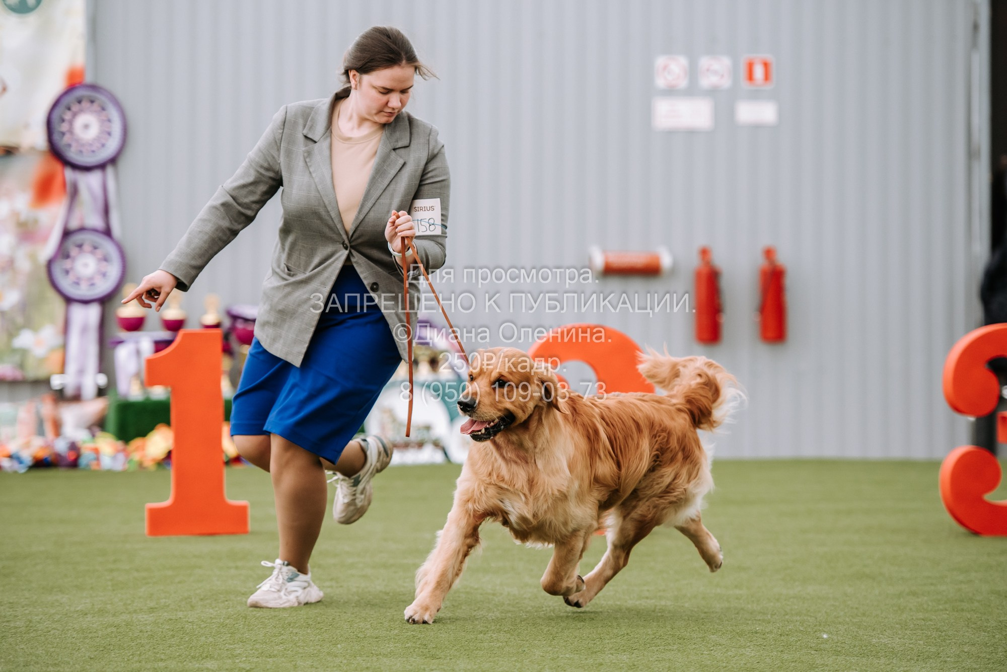 Выставка собак Красноярск 2.06. Фотограф Диана Оленина Красноярск / Братск