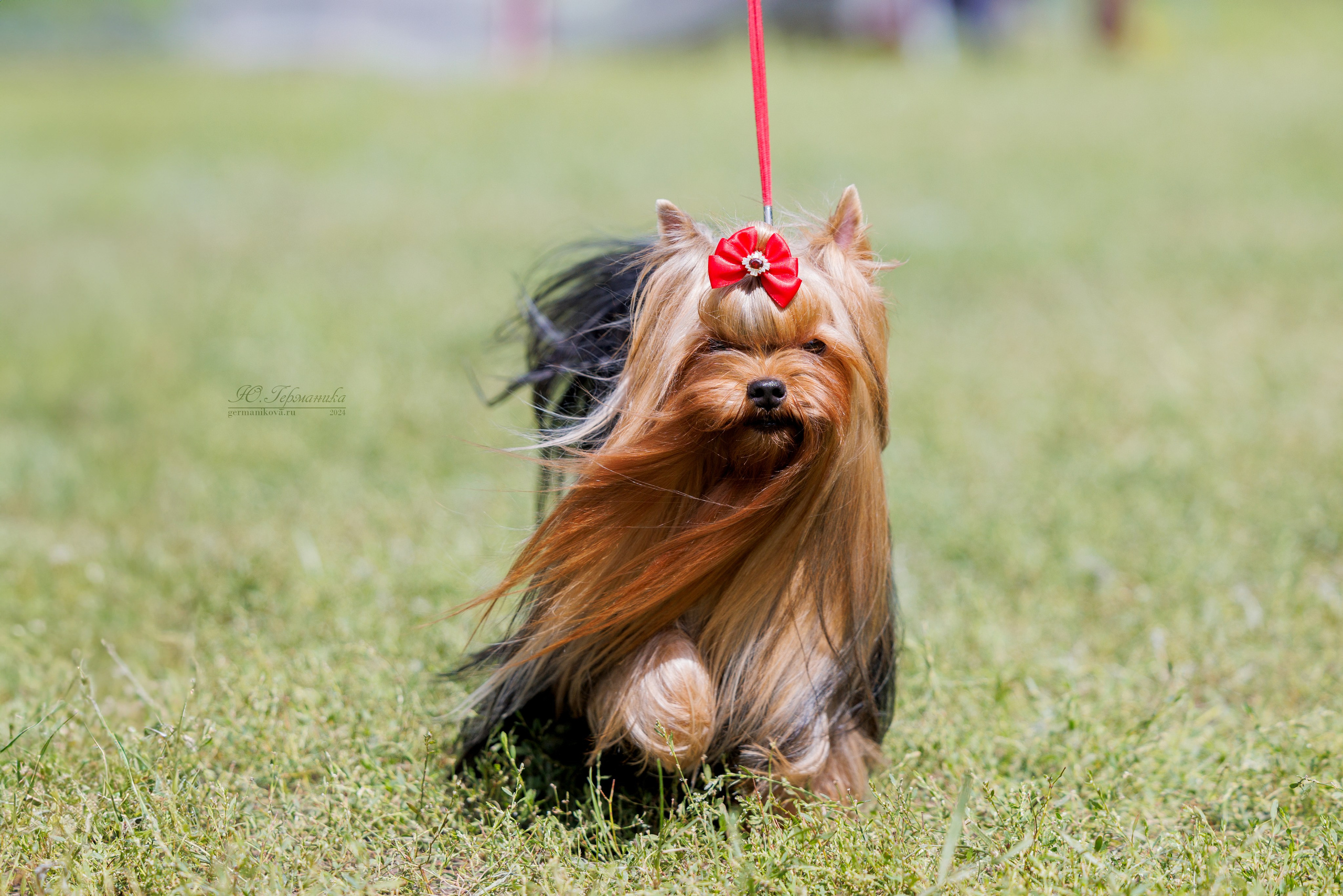 Астана 2хCACIB 17-18.08.2024. Фотограф-анималист Юлия Германика