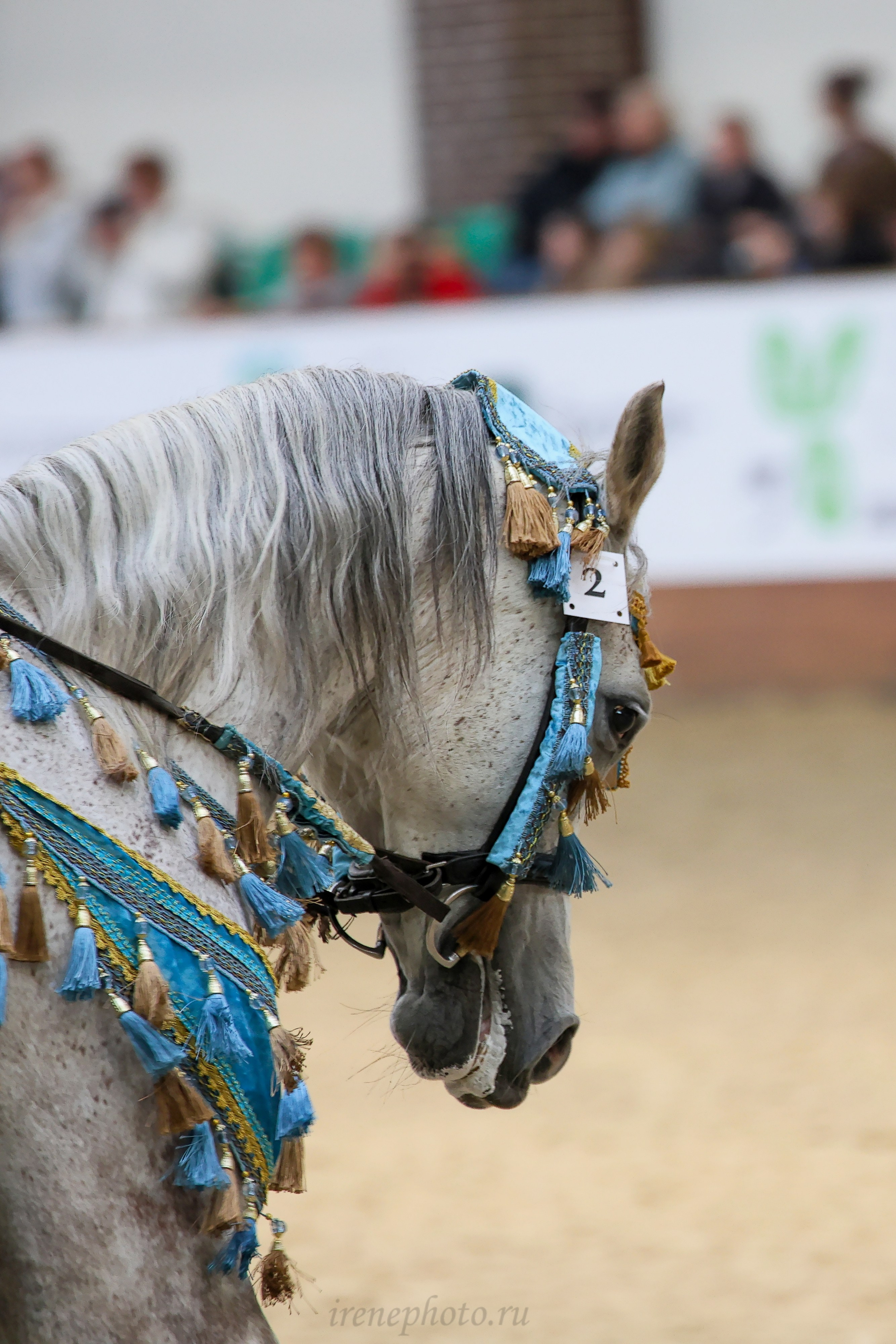 Конная Россия 2024. Irenephoto.ru