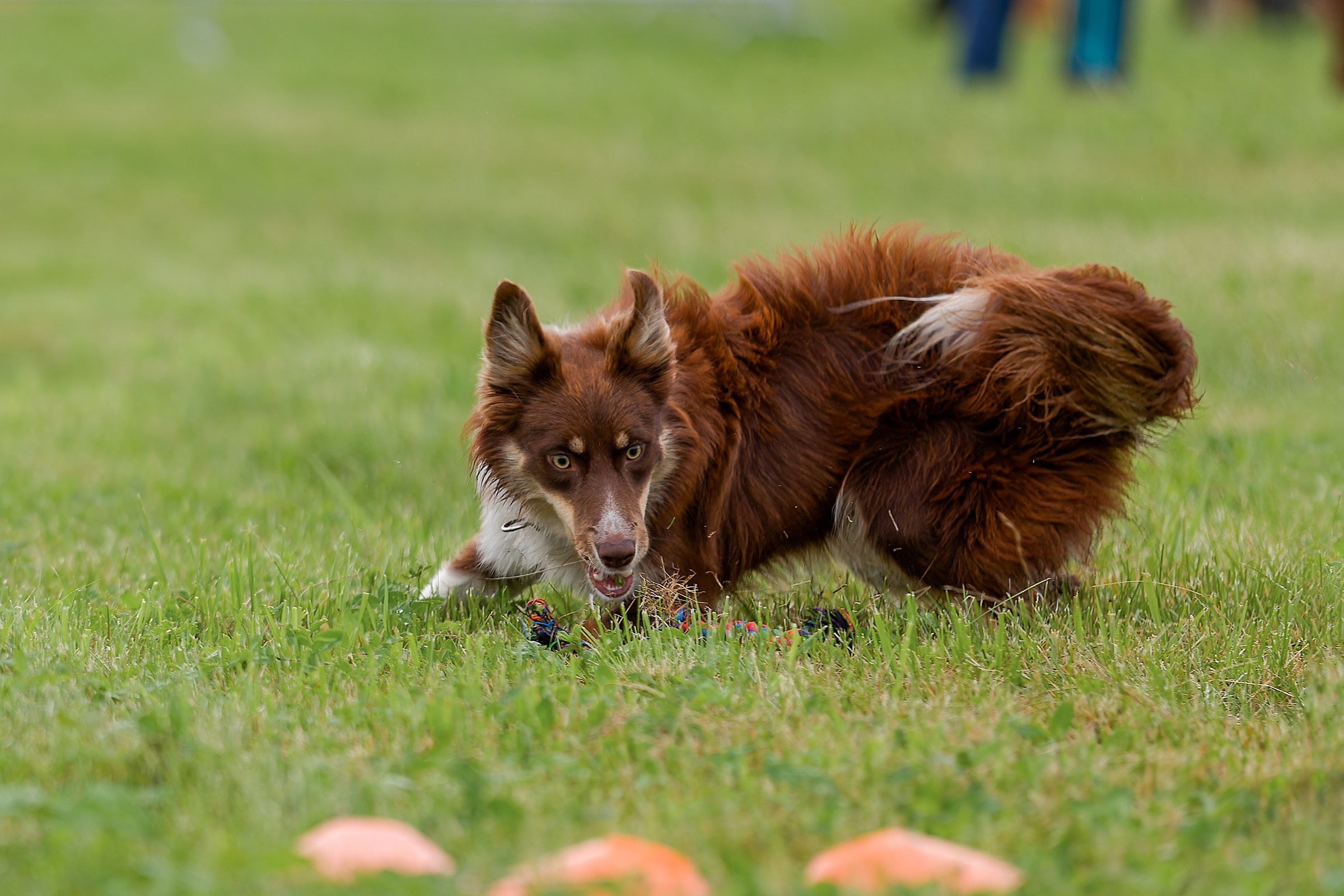 Живая Сила. Семейный фестиваль. Irenephoto.ru