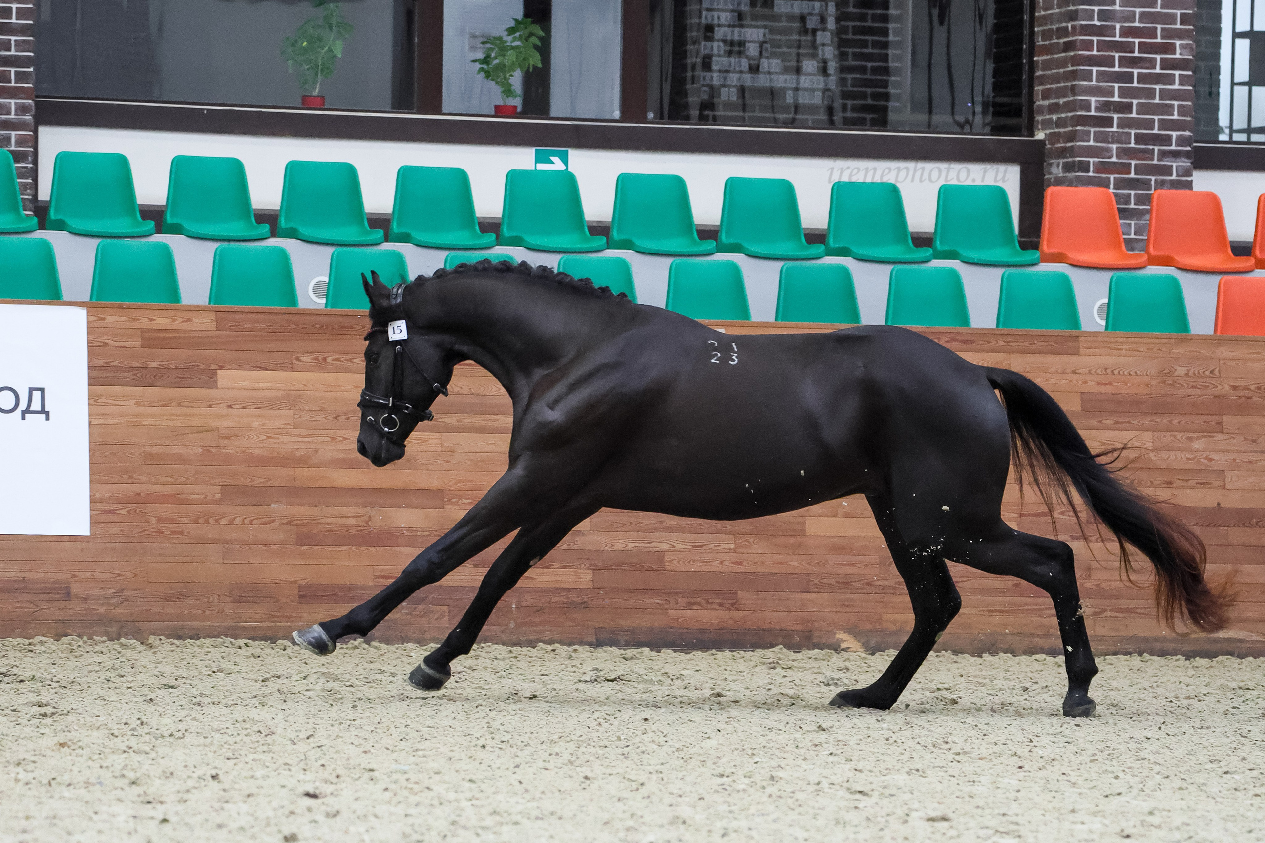 Конная Россия 2024. Irenephoto.ru