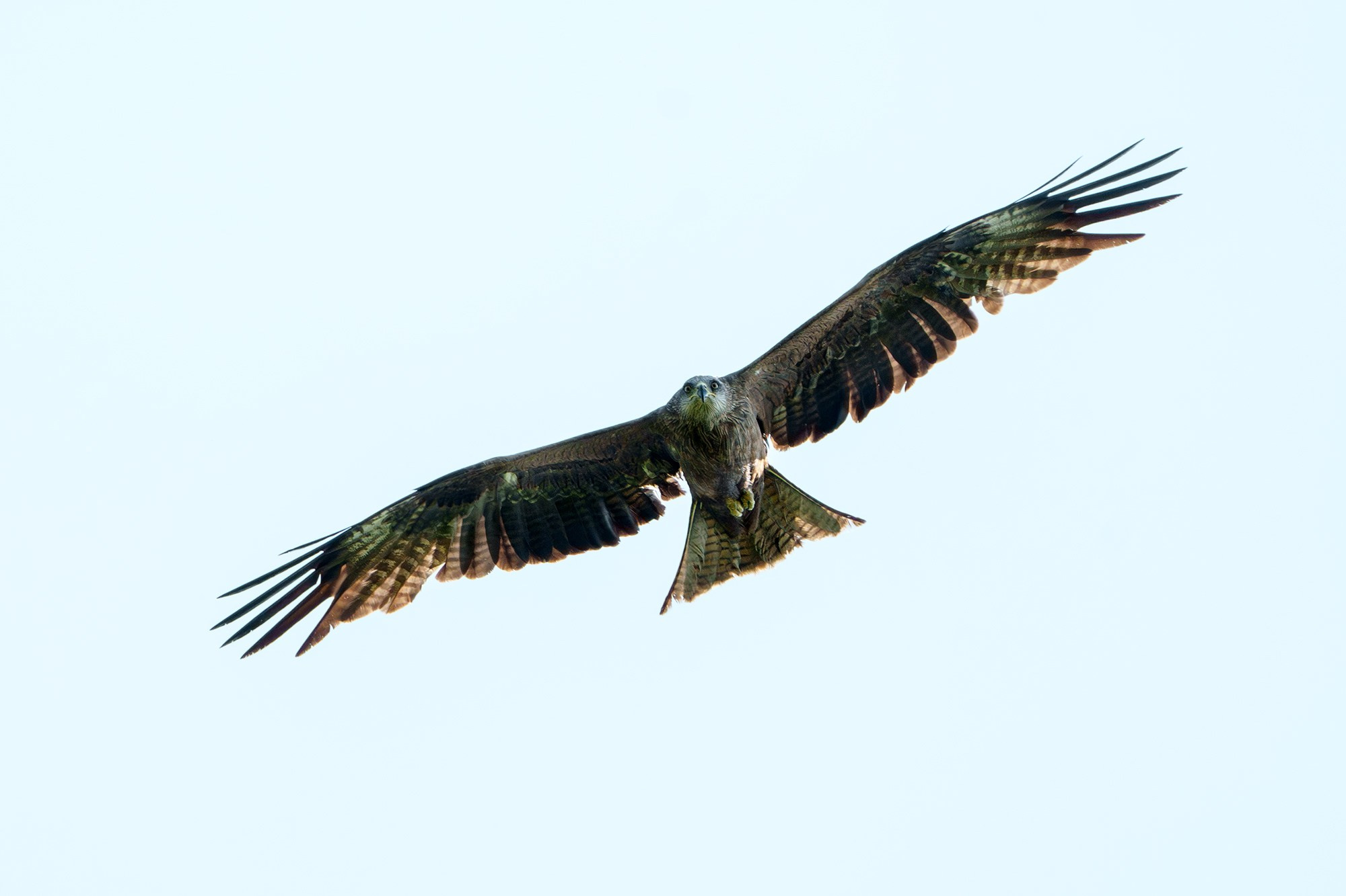 Удивительные мир птиц. Вокруг нас столько прекрасного — присмотритесь!. Ваш личный фотограф Марина Волкова