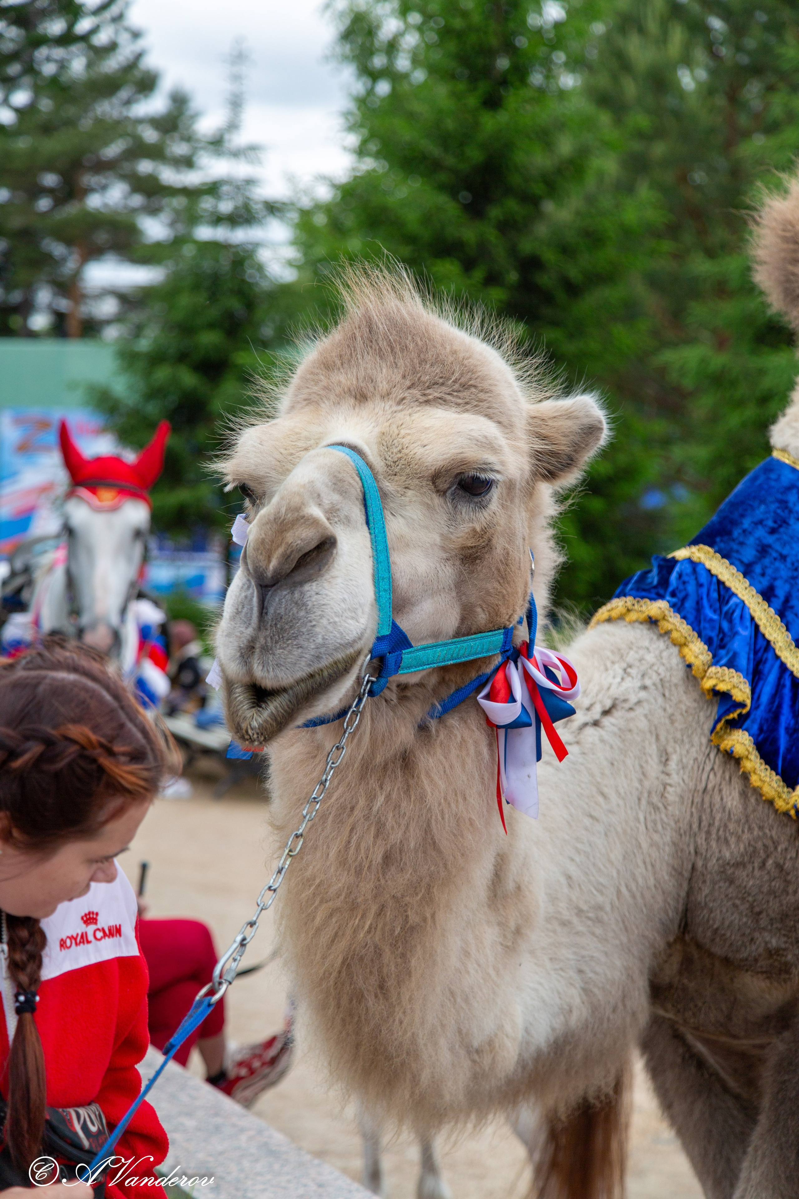 День России 12.06.2024. Фотограф Омск | Александр Вандеров
