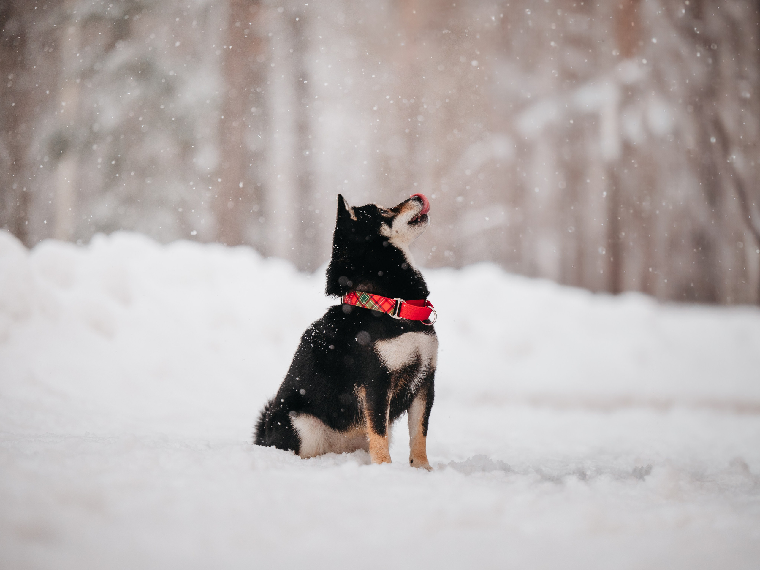 Bender&Frai. Зимняя коллекция. Семейный фотограф анималист Ананьева Мария — Москва