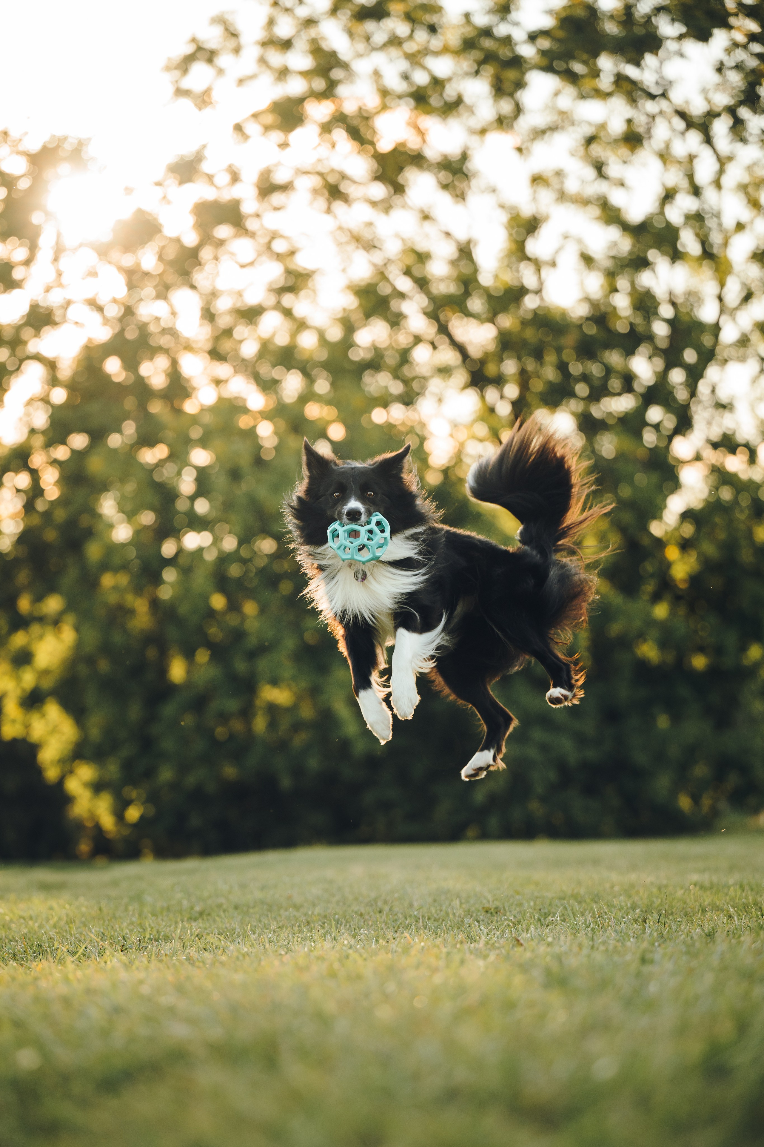 Марина и Эдж. Семейный фотограф анималист Ананьева Мария — Москва