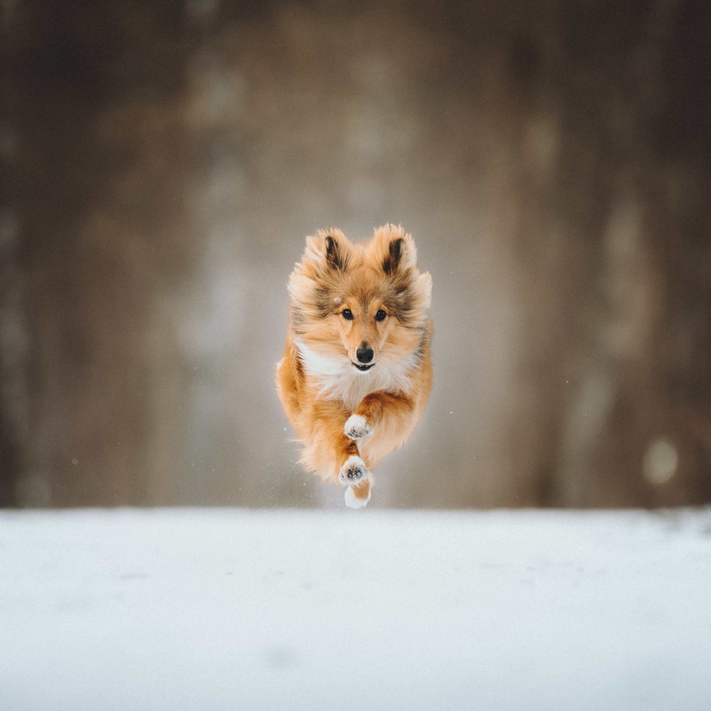 Дарья, Стас и Спика. Семейный фотограф анималист Ананьева Мария — Москва