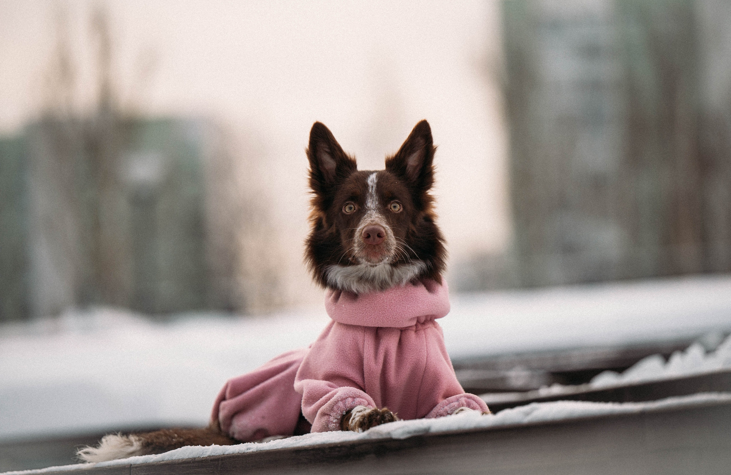 Даша и Мика. Семейный фотограф анималист Ананьева Мария — Москва
