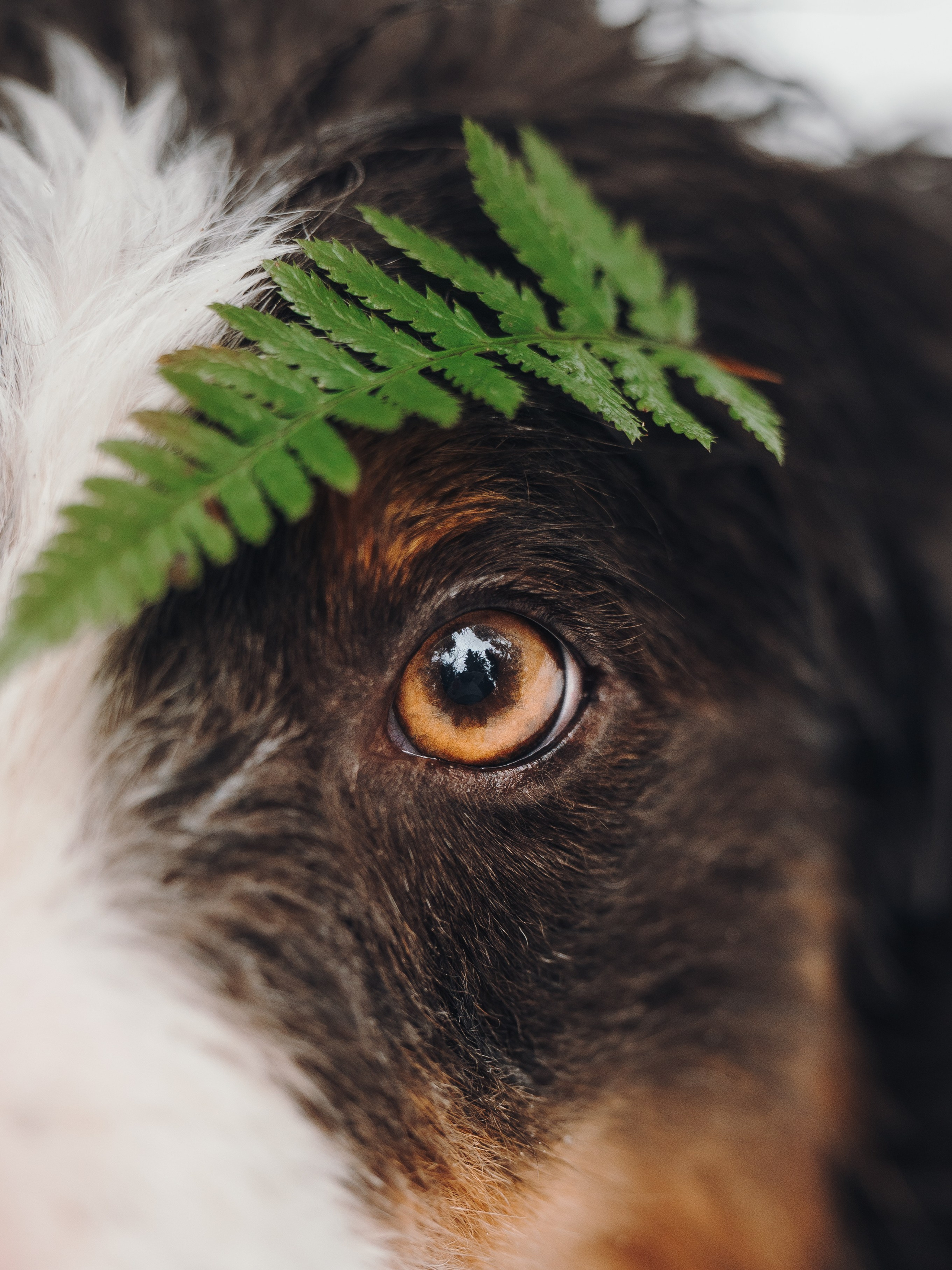 Саша, Эсприт и Флик. Семейный фотограф анималист Ананьева Мария — Москва