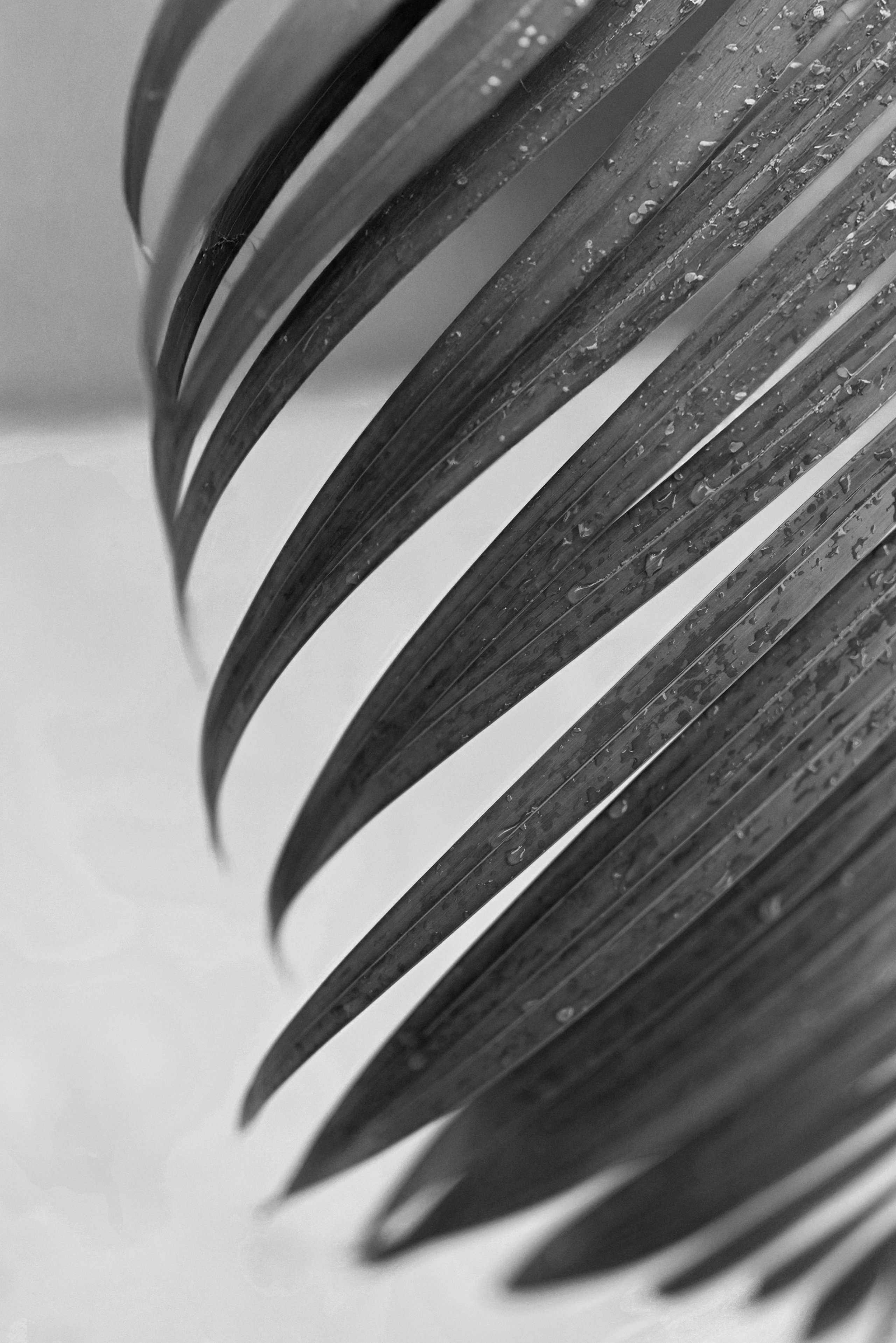 25.10.25 Nataniel & Daniel. Свадебный фотограф Юлия Гусева