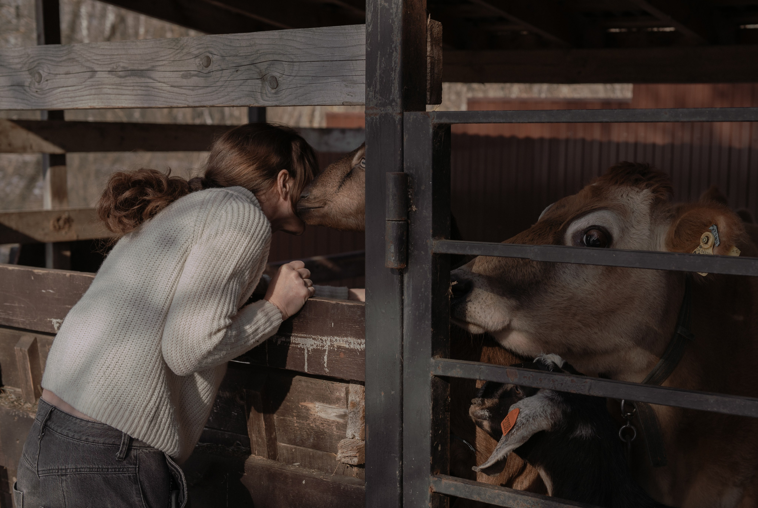 Маша, бигль Вера и её ферма. Семейный фотограф в Москве Алёна Чача