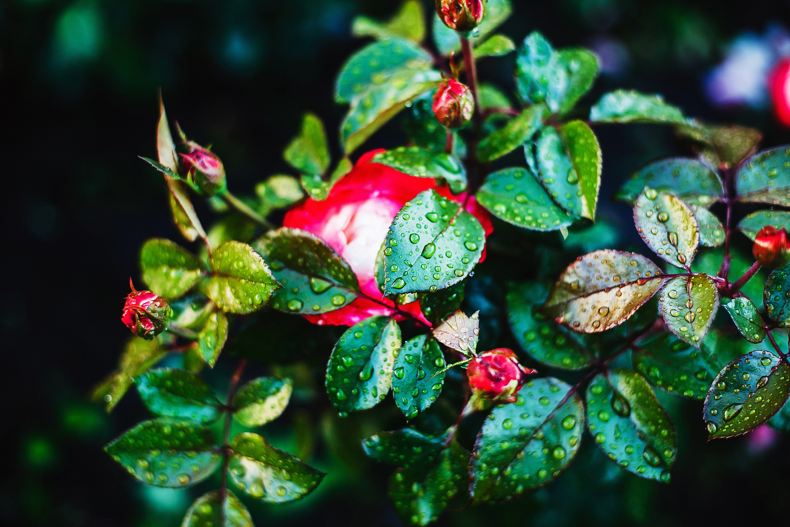 Павел и Юлия. Фотограф Полина Егорова город Тюмень