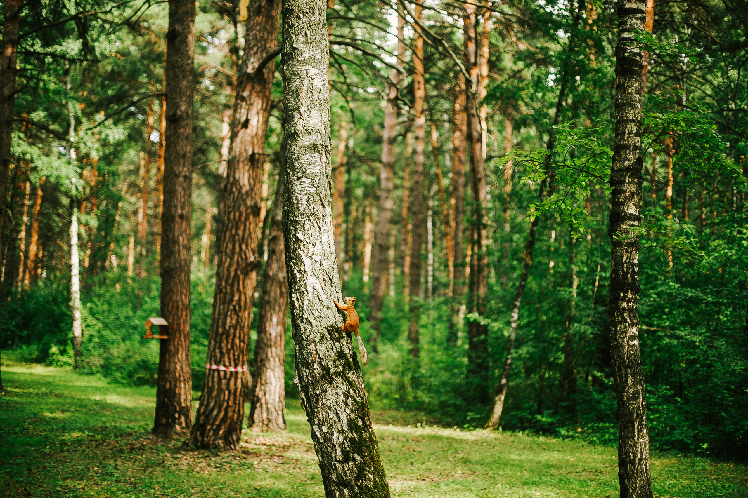 Дёма и родители. Прогулка по Гилевской роще. Фотограф Полина Егорова город Тюмень