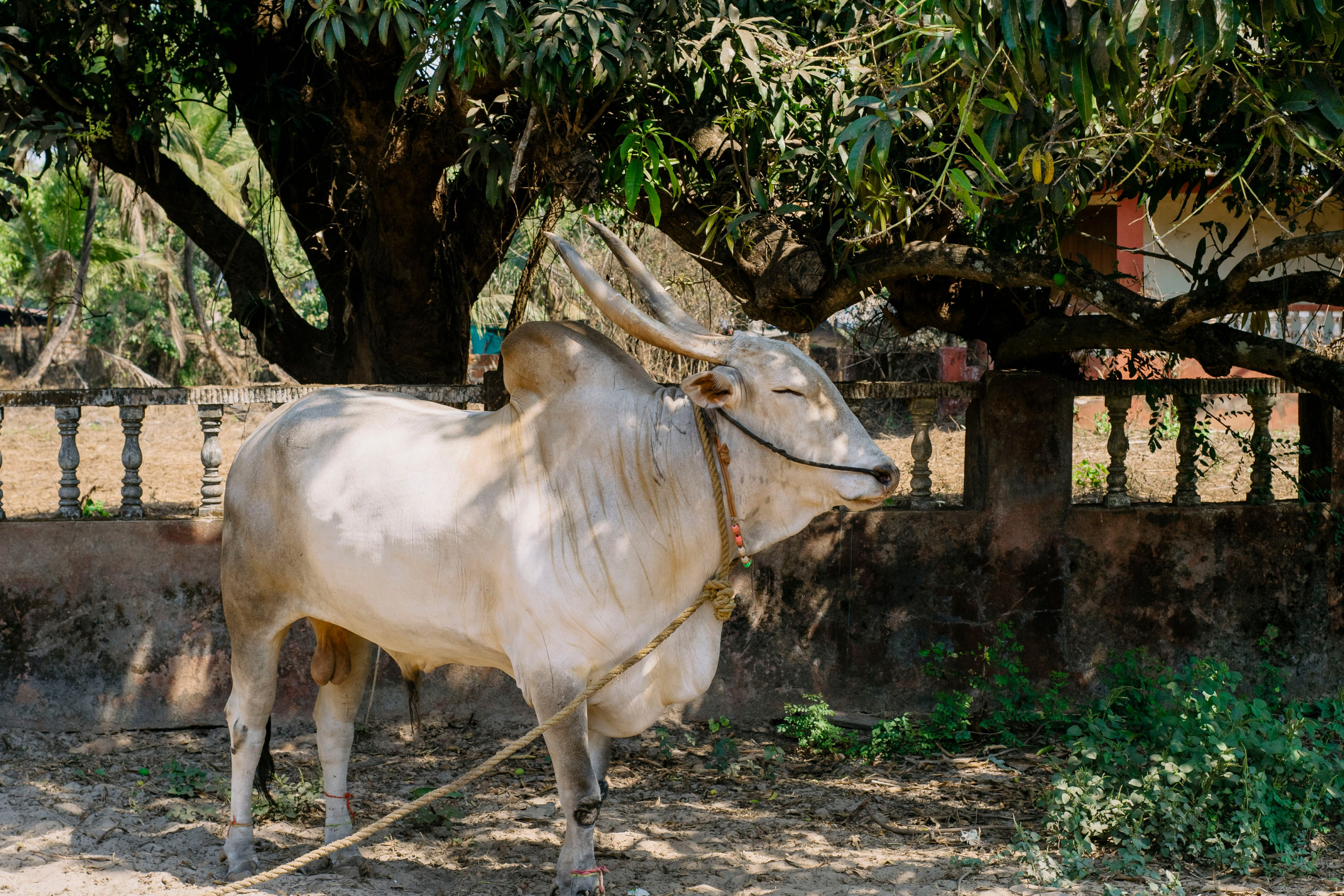 Гоа. индия. Iraogo