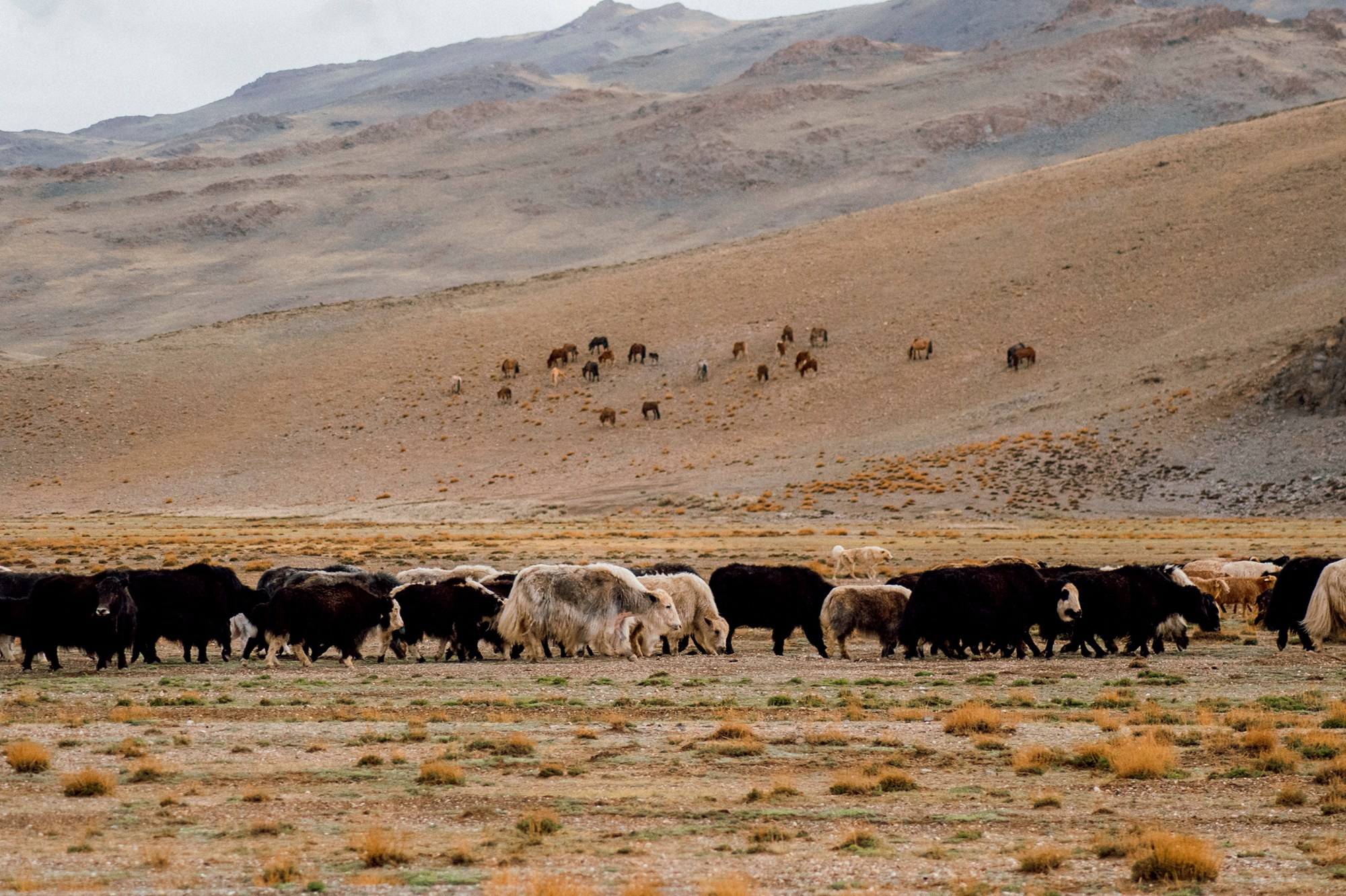 Mongolia landscape. Iraogo