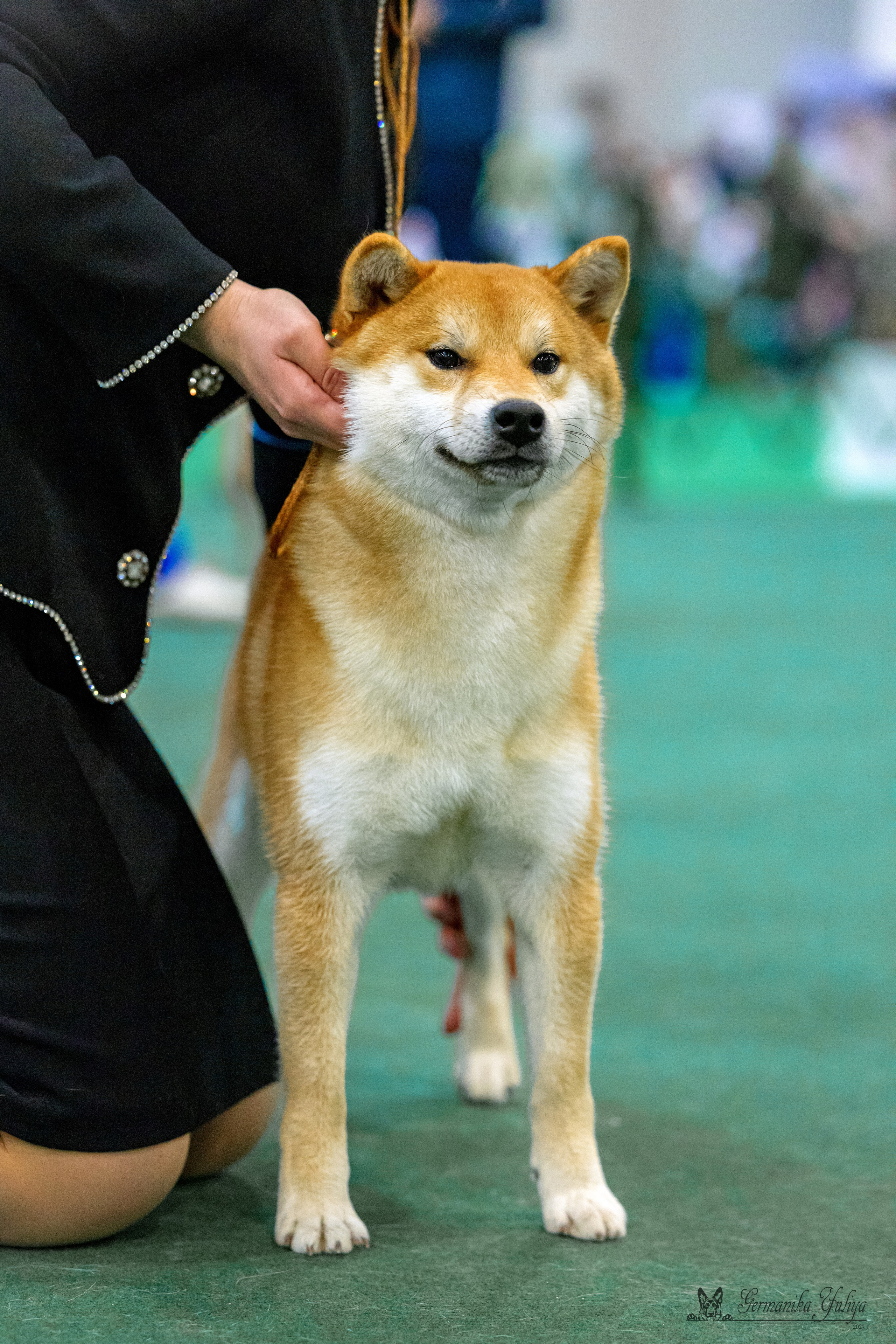 Сфера 29.10,Крокус 4.11,Сфера 12.11.2023. Фотограф-анималист Юлия Германика