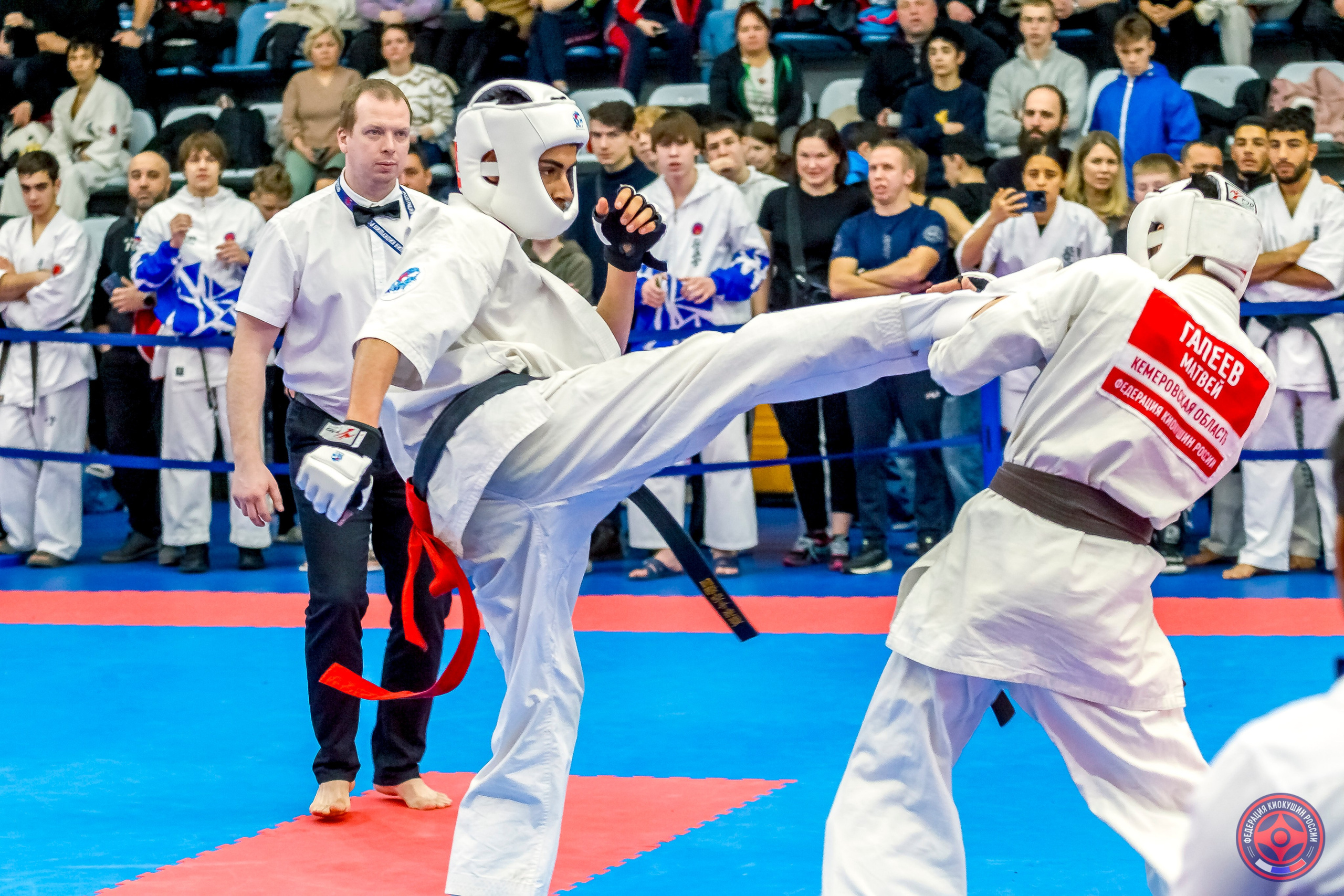 Международный турнир по киокушин «Открытый кубок Seiken». Репортажная съемка в Москве и области. Анималистика