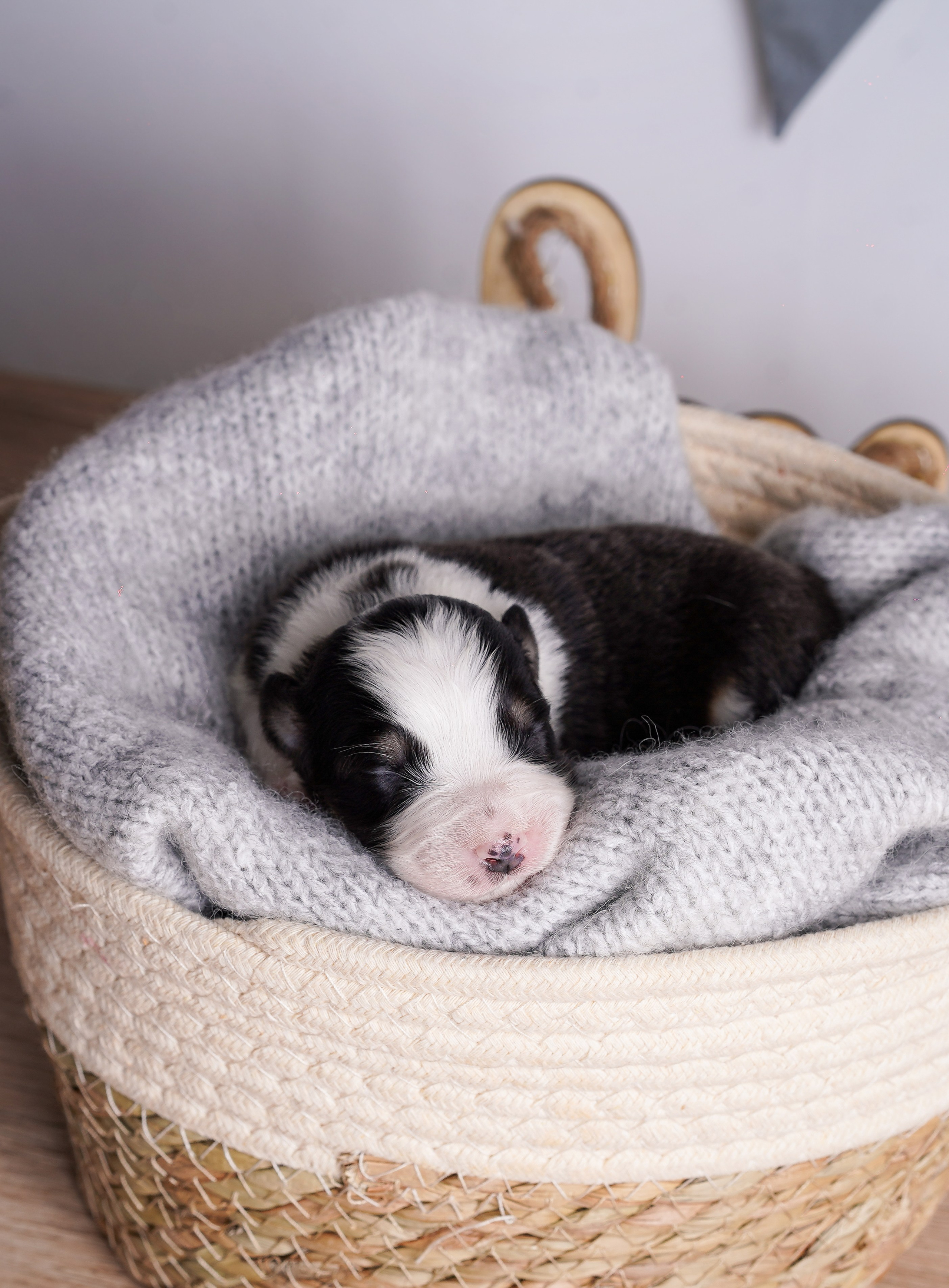 Щенки аусси. Фотограф-анималист в Санкт-Петербурге Яна Мартынова