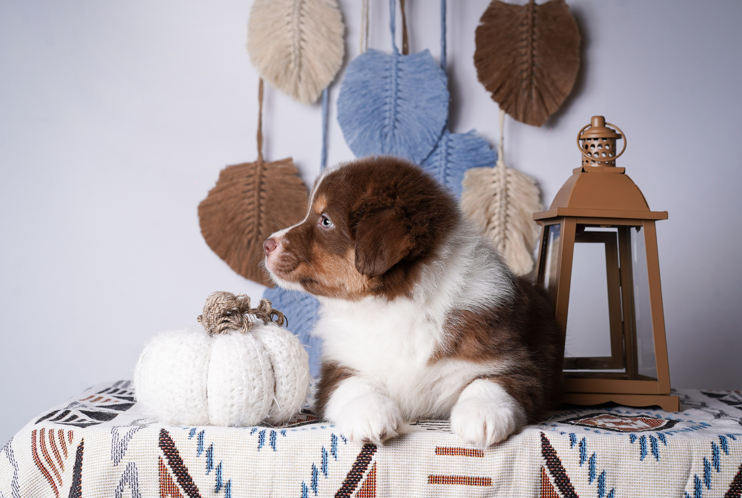 Щенки аусси. Фотограф-анималист в Санкт-Петербурге Яна Мартынова