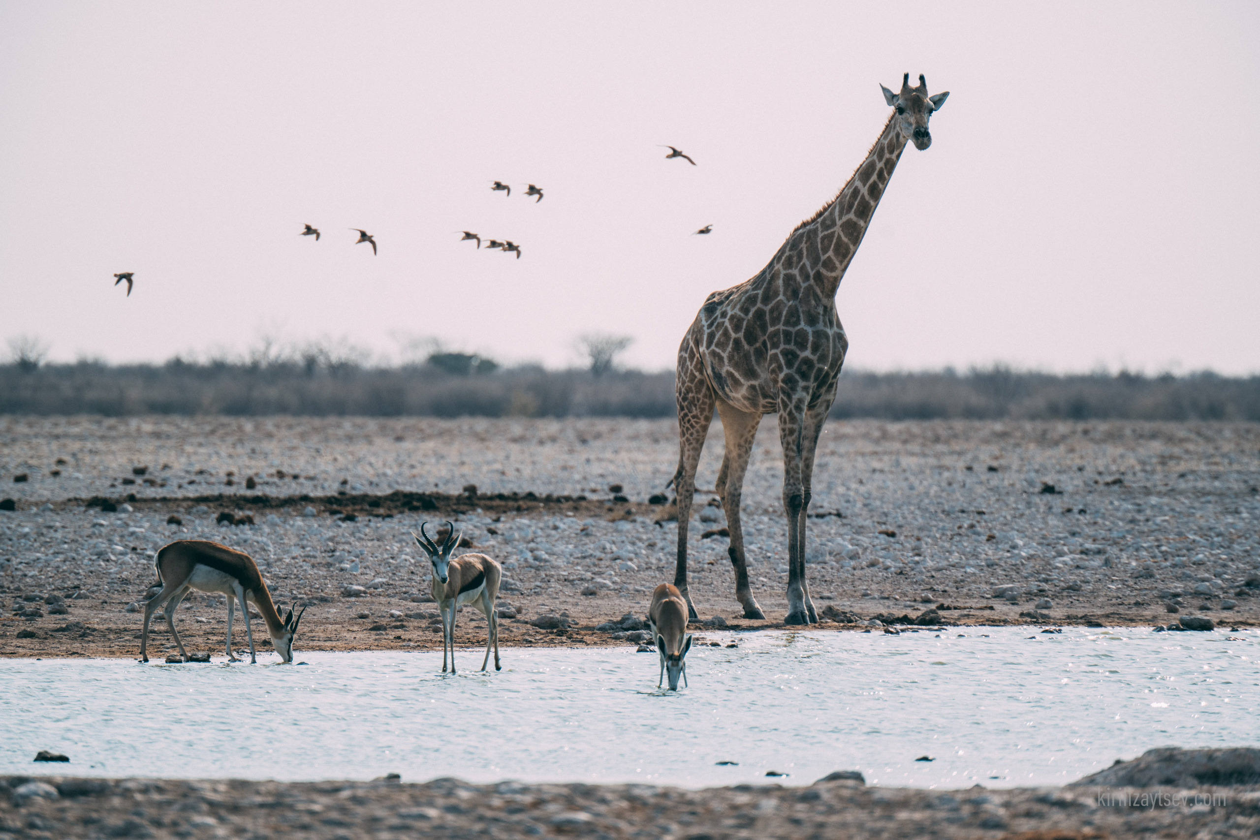 Жизнь. Профессиональный фотограф Кирилл Зайцев