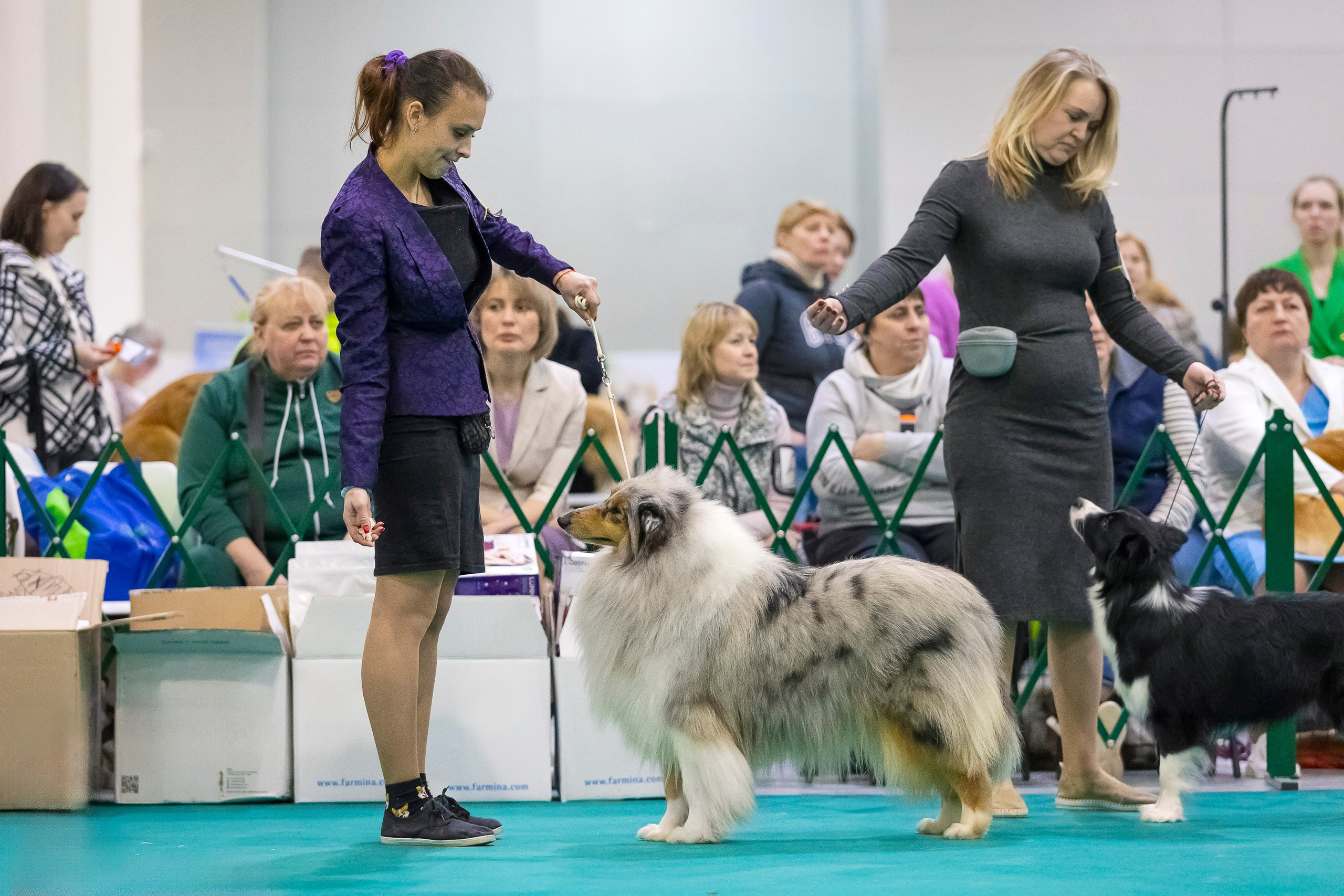 Крокус 10.02. Фотограф анималист, семейный фотограф, фотограф собак Комратова Мария. г. Москва
