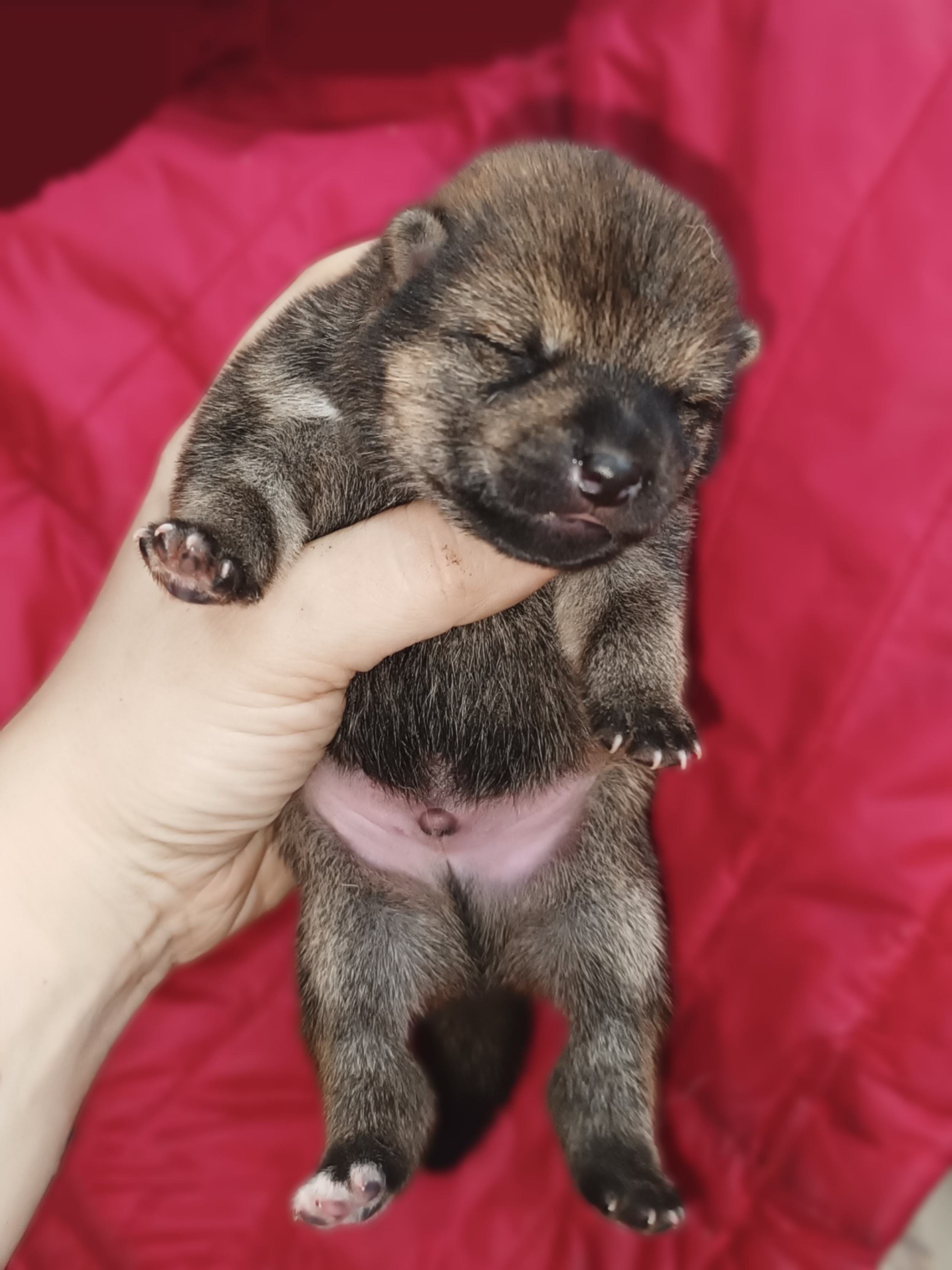 сиба питомник Рубилайт щенки на продажу rubylight  сиба щенки купить СПб Санкт-Петербург 