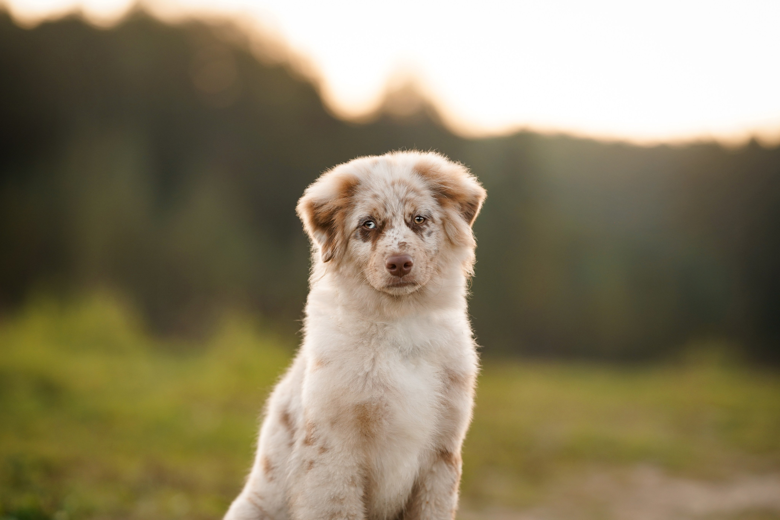 Катя Сэнди и Рокки. Фотограф-анималист в Санкт-Петербурге Яна Мартынова
