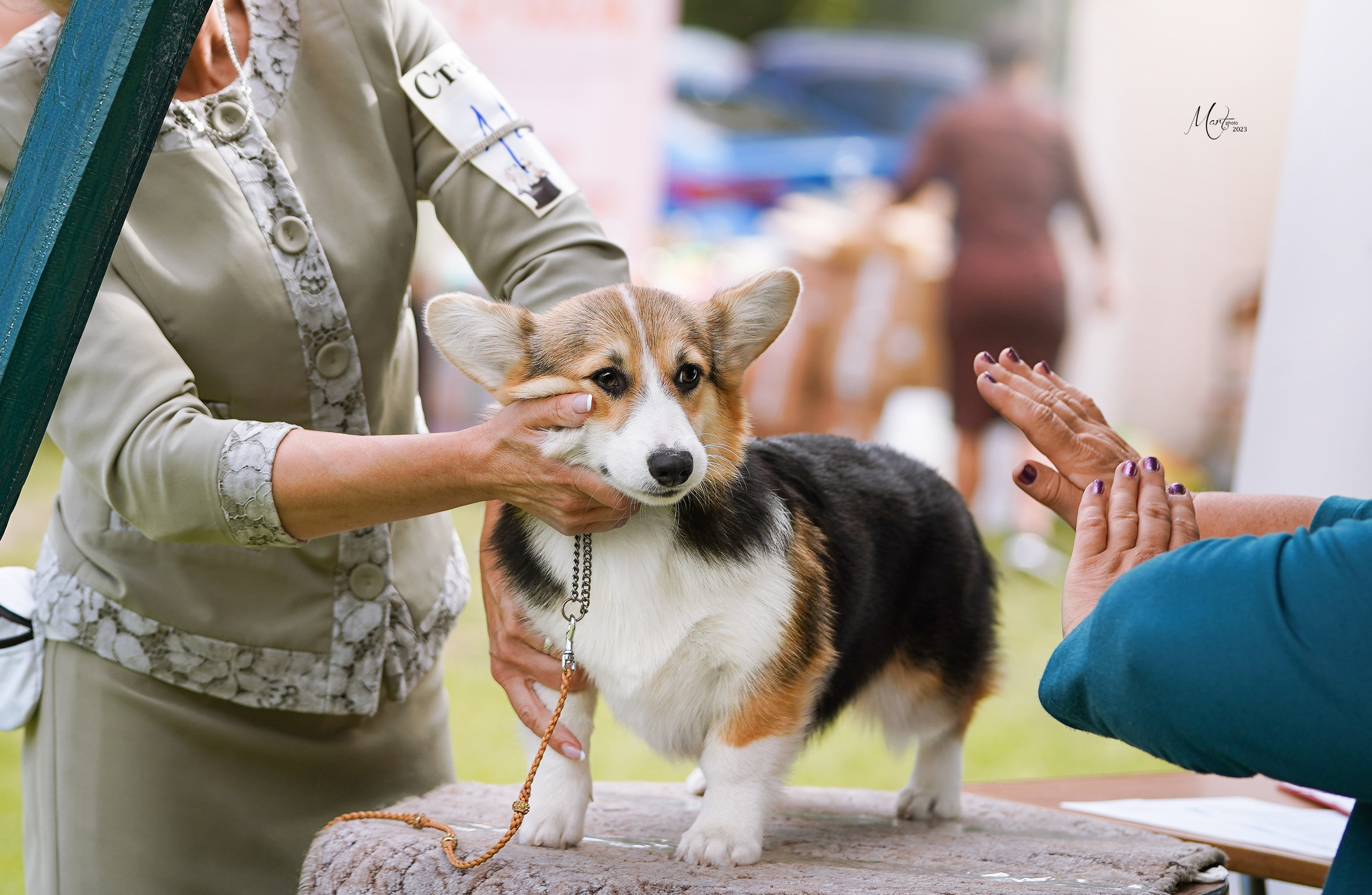 Выставки 2023. Фотограф-анималист в Санкт-Петербурге Яна Мартынова