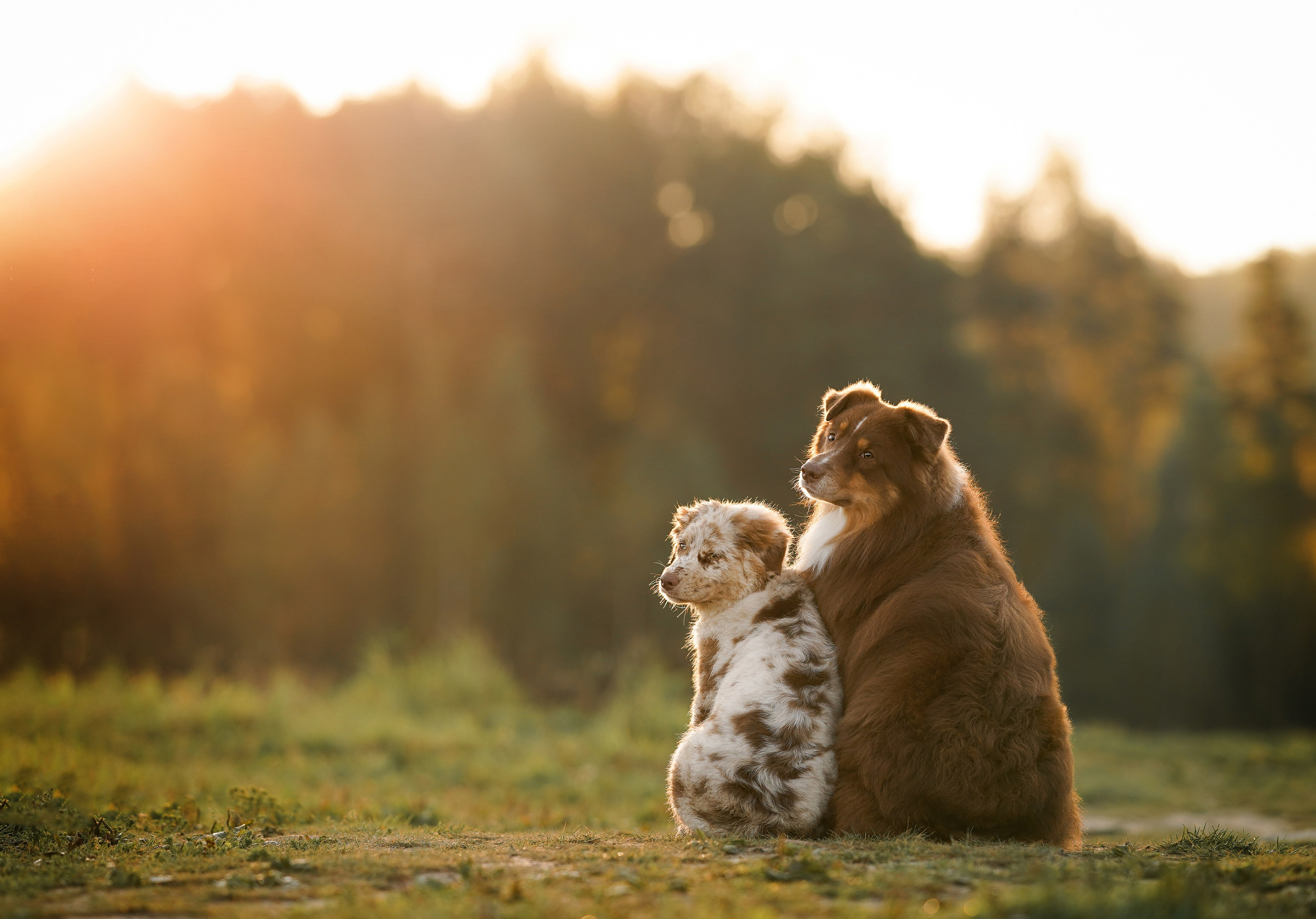 Катя Сэнди и Рокки. Фотограф-анималист в Санкт-Петербурге Яна Мартынова