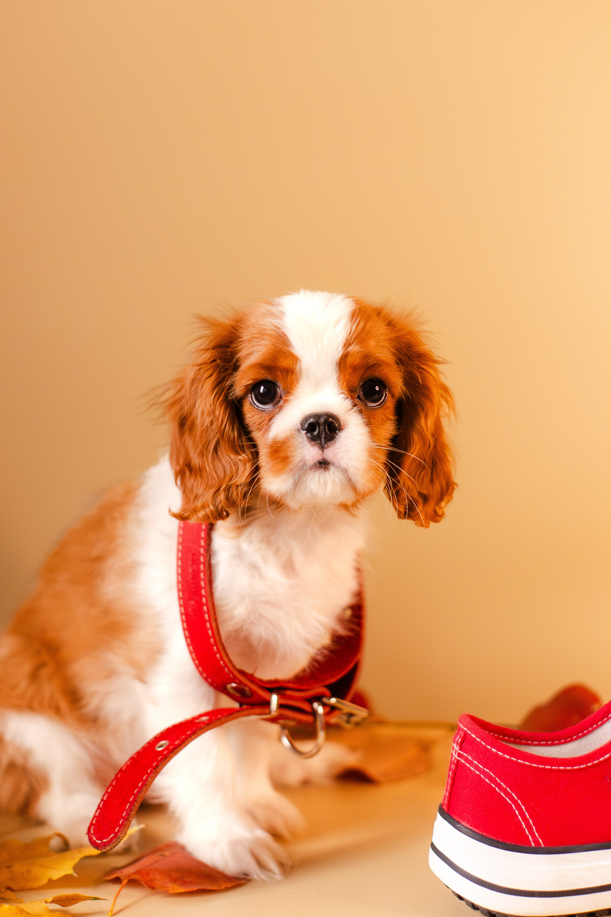 Жанна и кавалеры. Фотограф-анималист Мария Баркевич | Москва