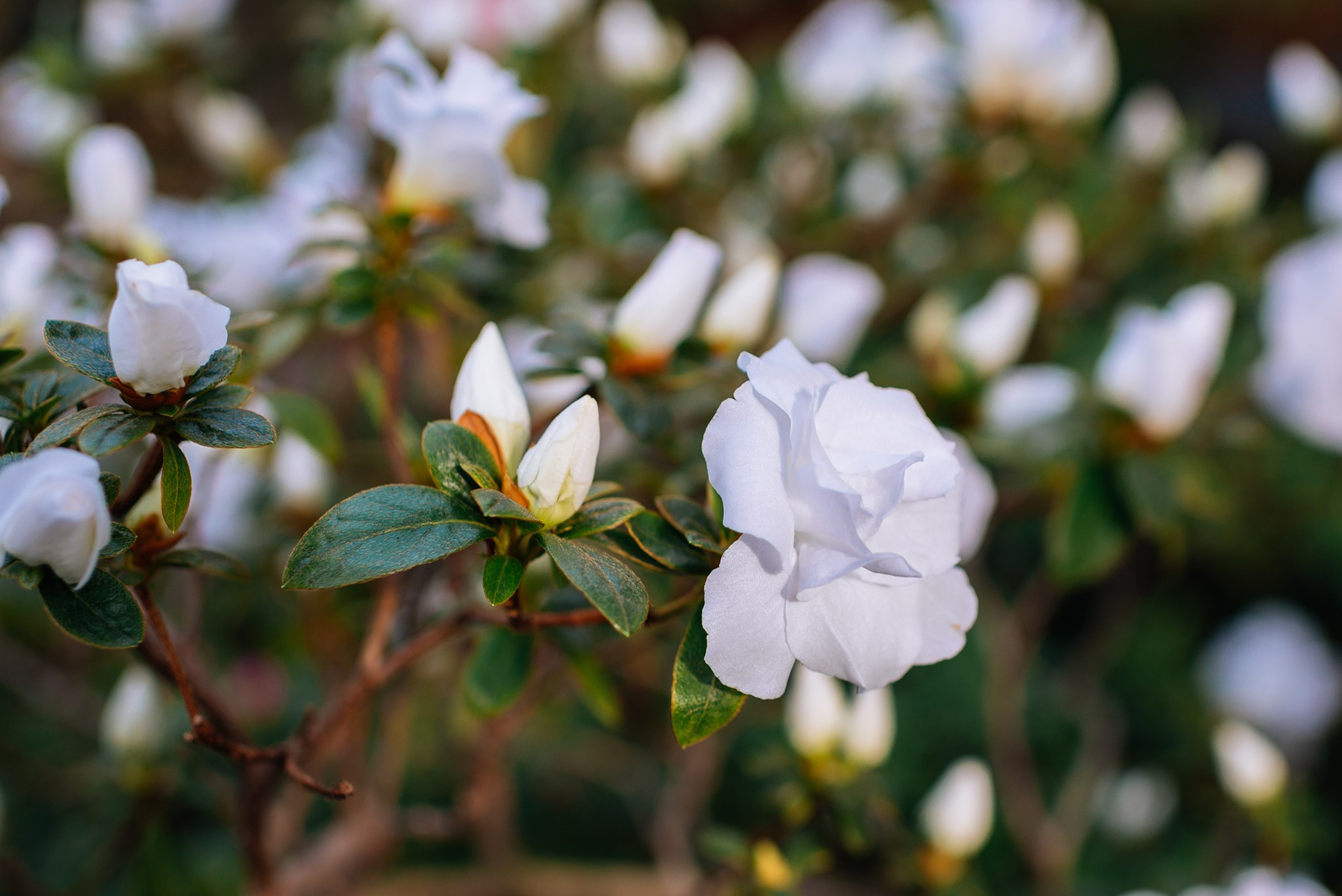 Ботанический сад. Субтропический маршрут. Март 26. Репортажный фотограф в Санкт-Петербурге Анастасия Клёпова