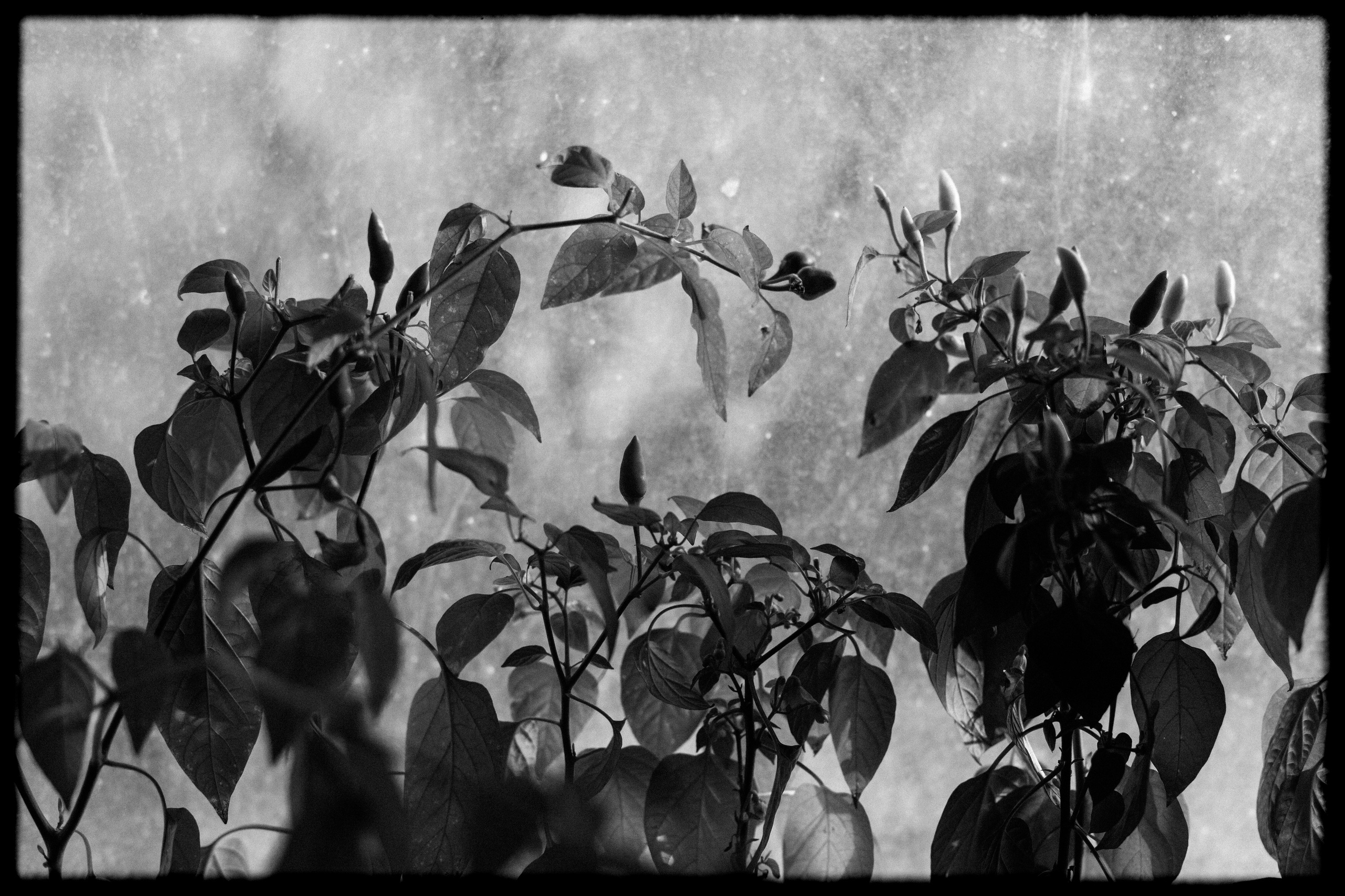 Фотография, как она есть