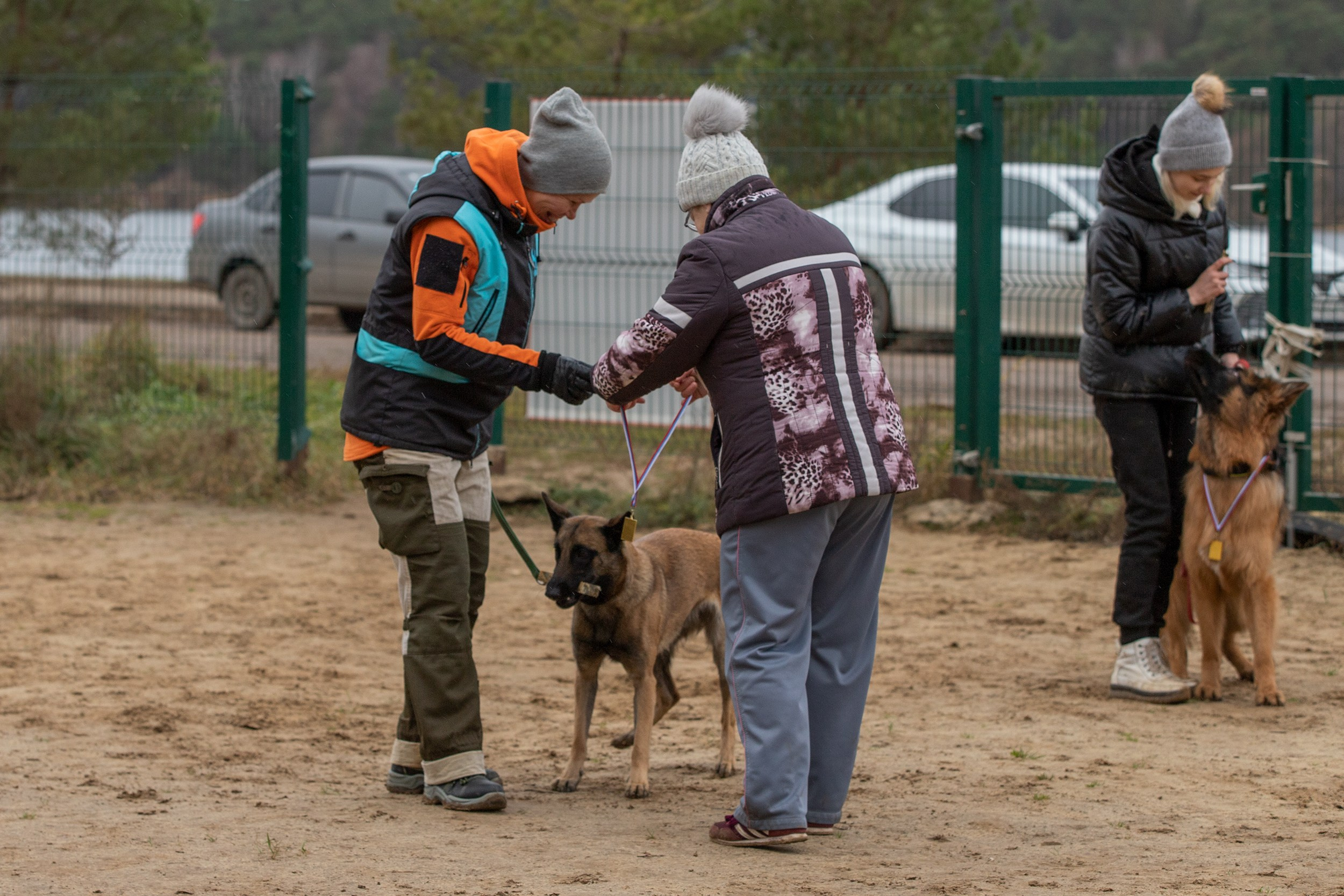 Вера и Чейз на экзамене ОКД. Фотограф-анималист в Калуге Мария Шерскова