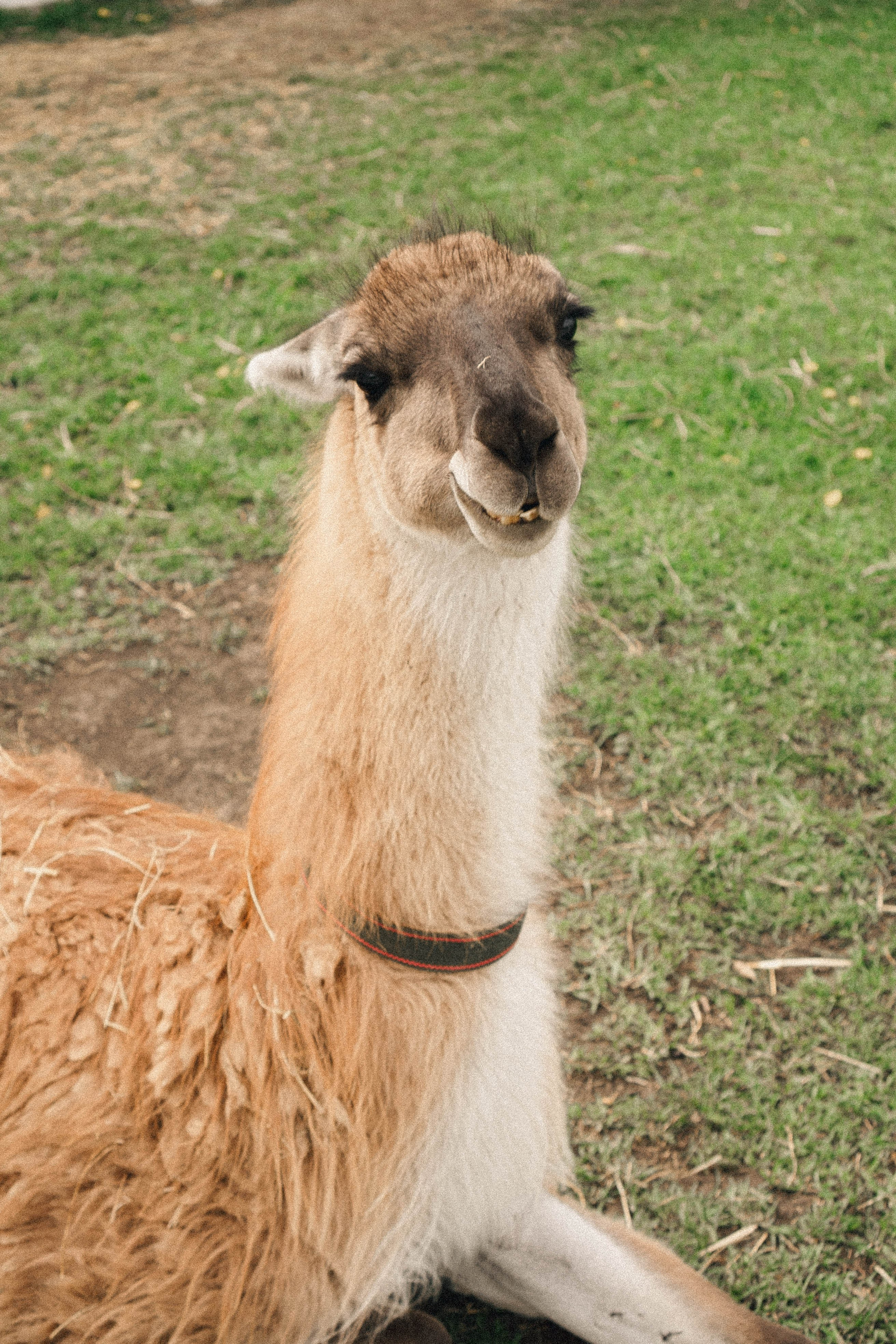 Ферма Альпак. Профессиональный фотограф, Санкт-Петербург — Виктория Богомолова