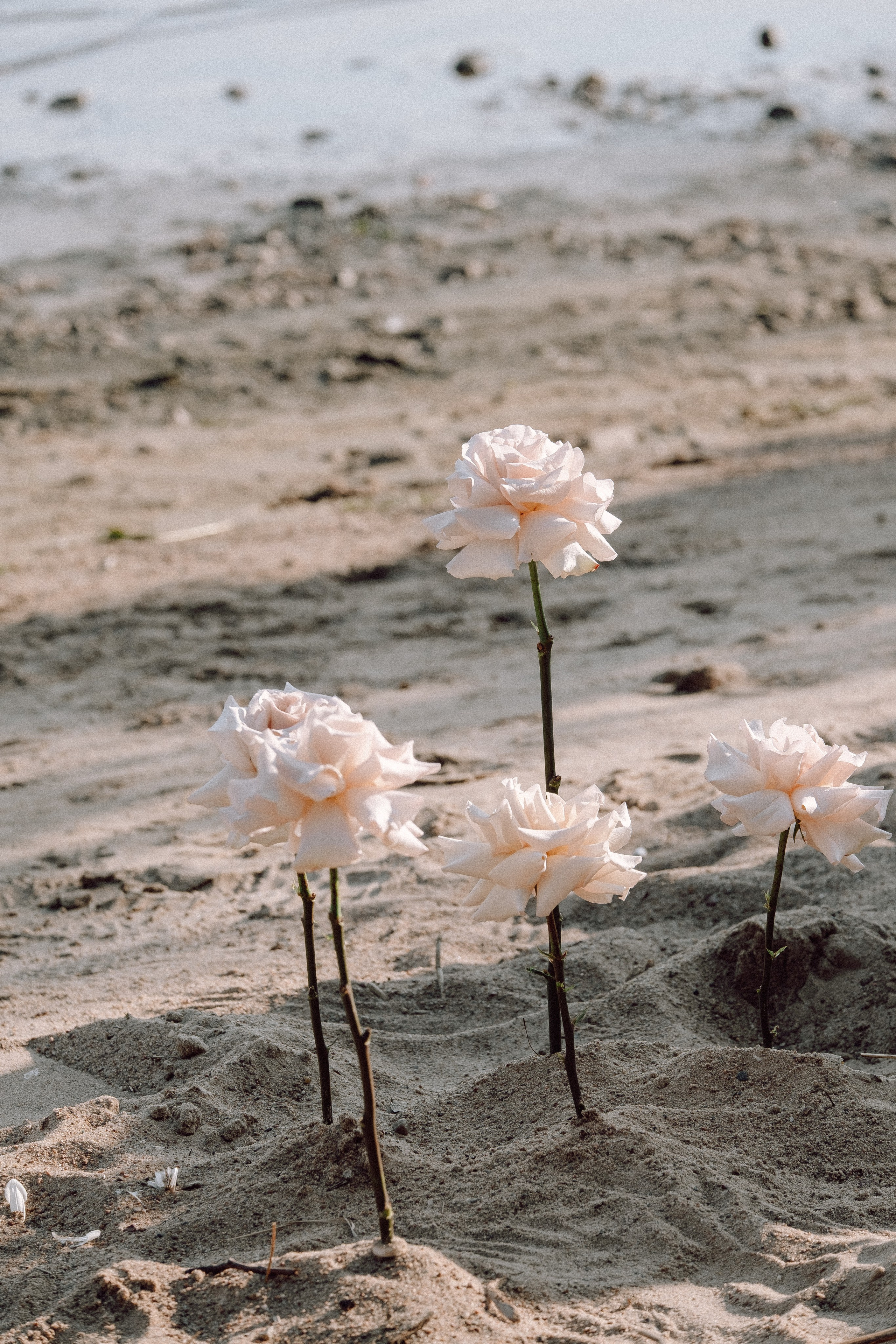 СВАДЕБНАЯ ФОТОСЕССИЯ ВЫЕЗДНОЙ ЦЕРЕМОНИИ (ФИНСКИЙ ЗАЛИВ). Профессиональный фотограф, Санкт-Петербург — Виктория Богомолова