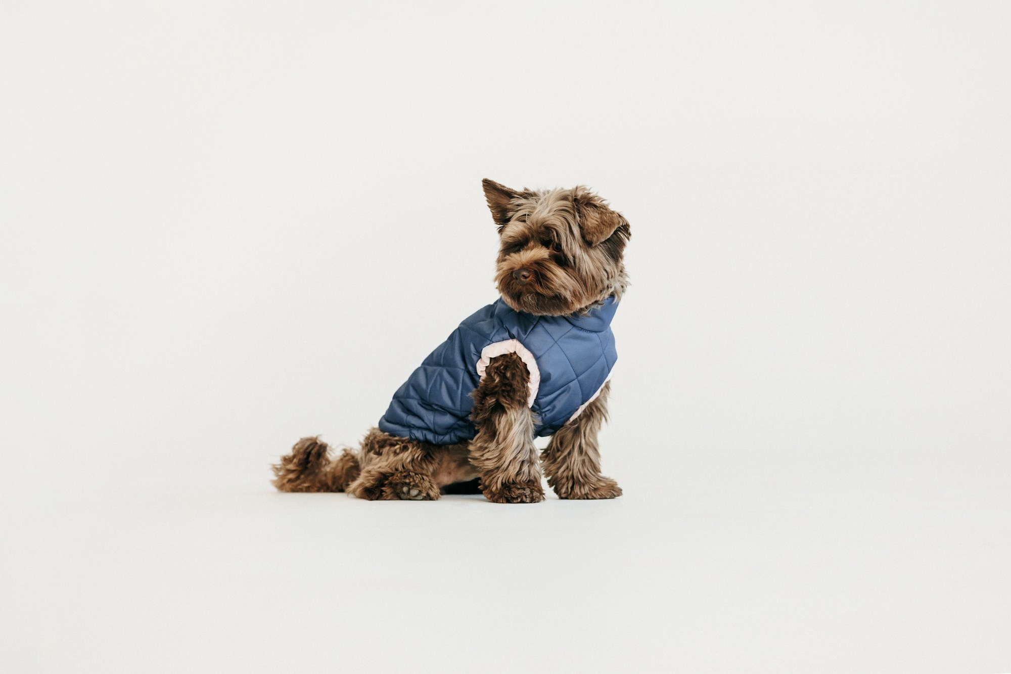 Одежда Lapa`s brand. Фотограф-анималист Елена Радченко, Москва