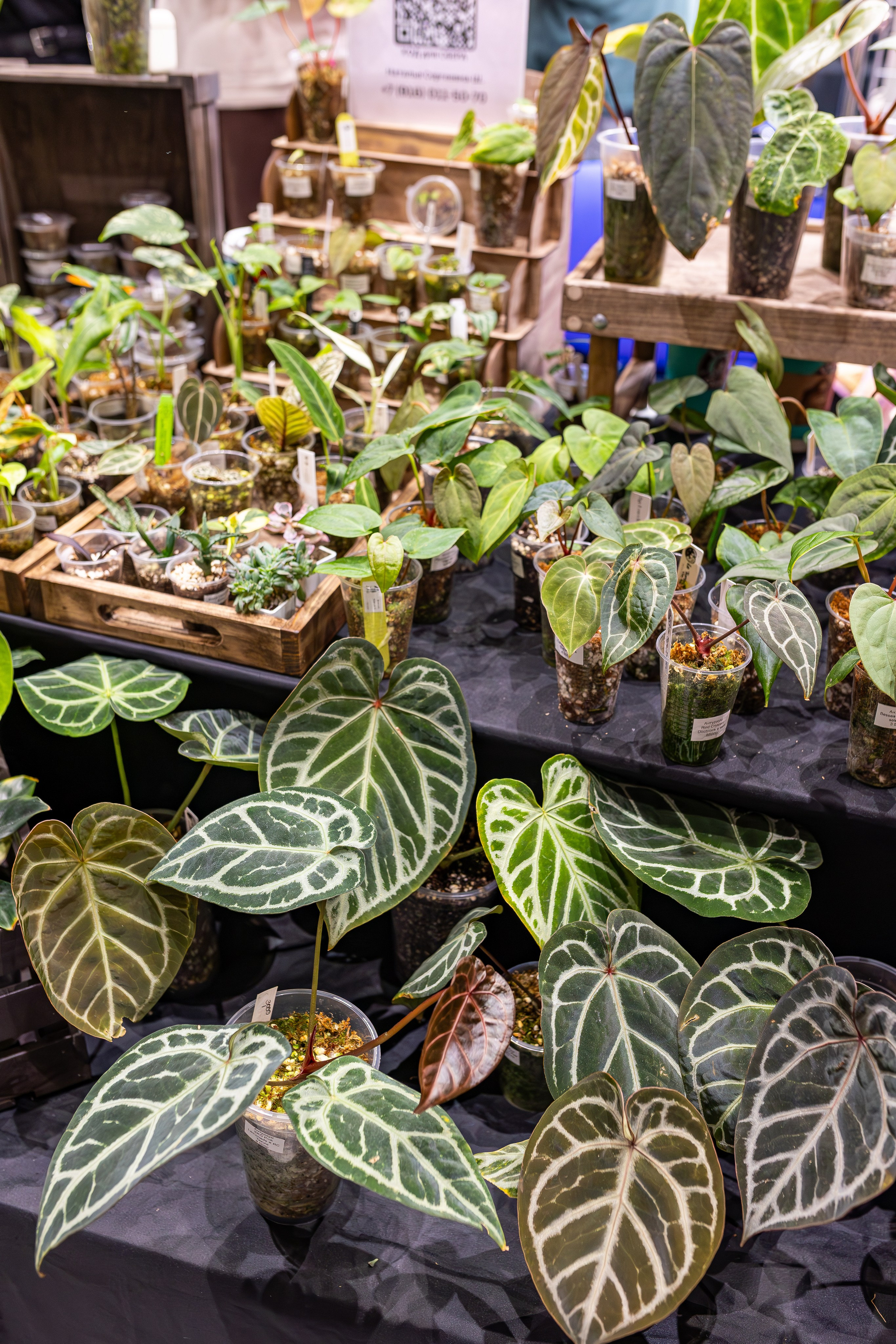 Монстериум апрель 2026. Александра Куликова фотограф, Москва