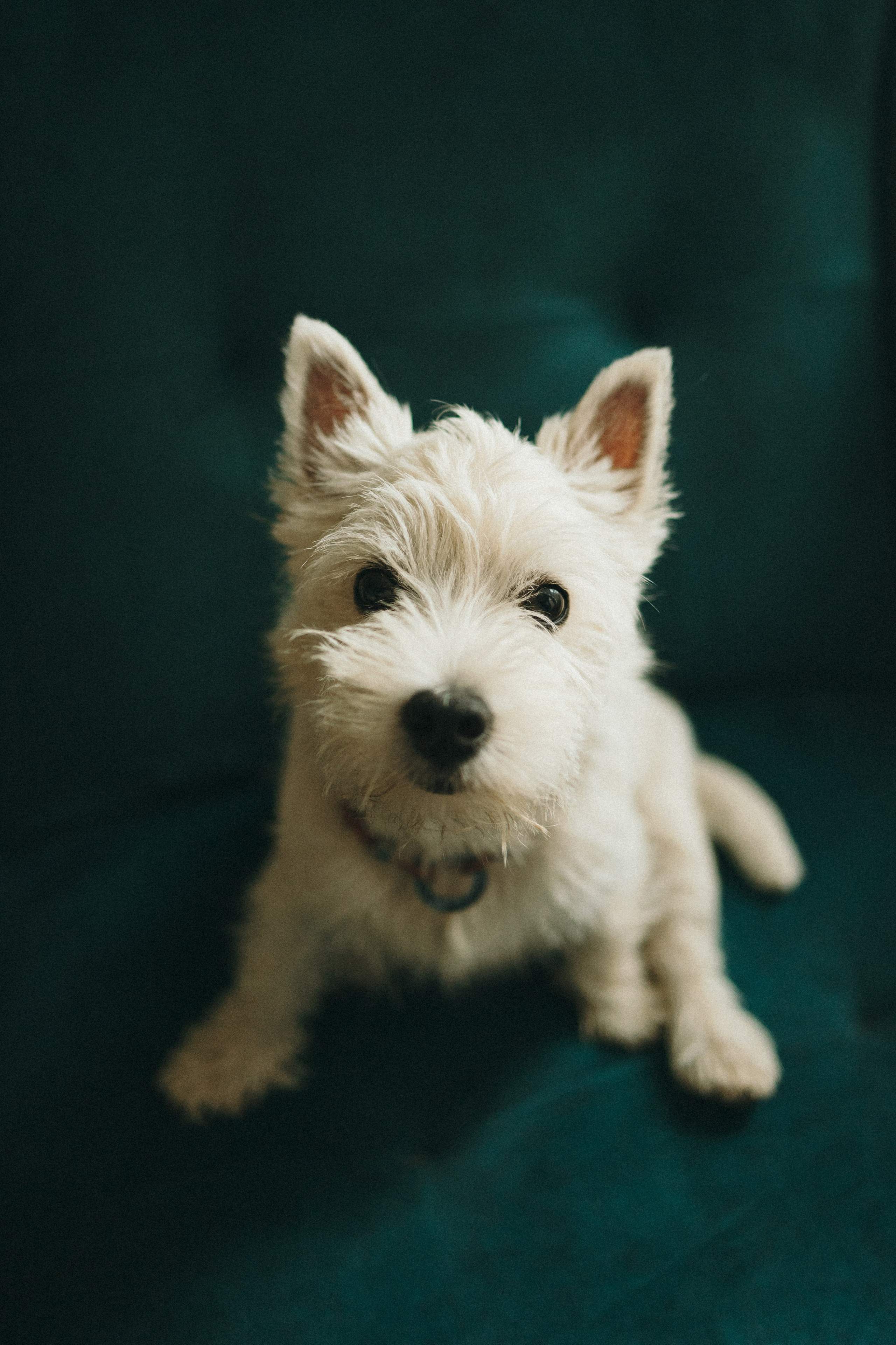 Снежуля, Мари и Саша. Фотограф анималист Анастасия Пикей