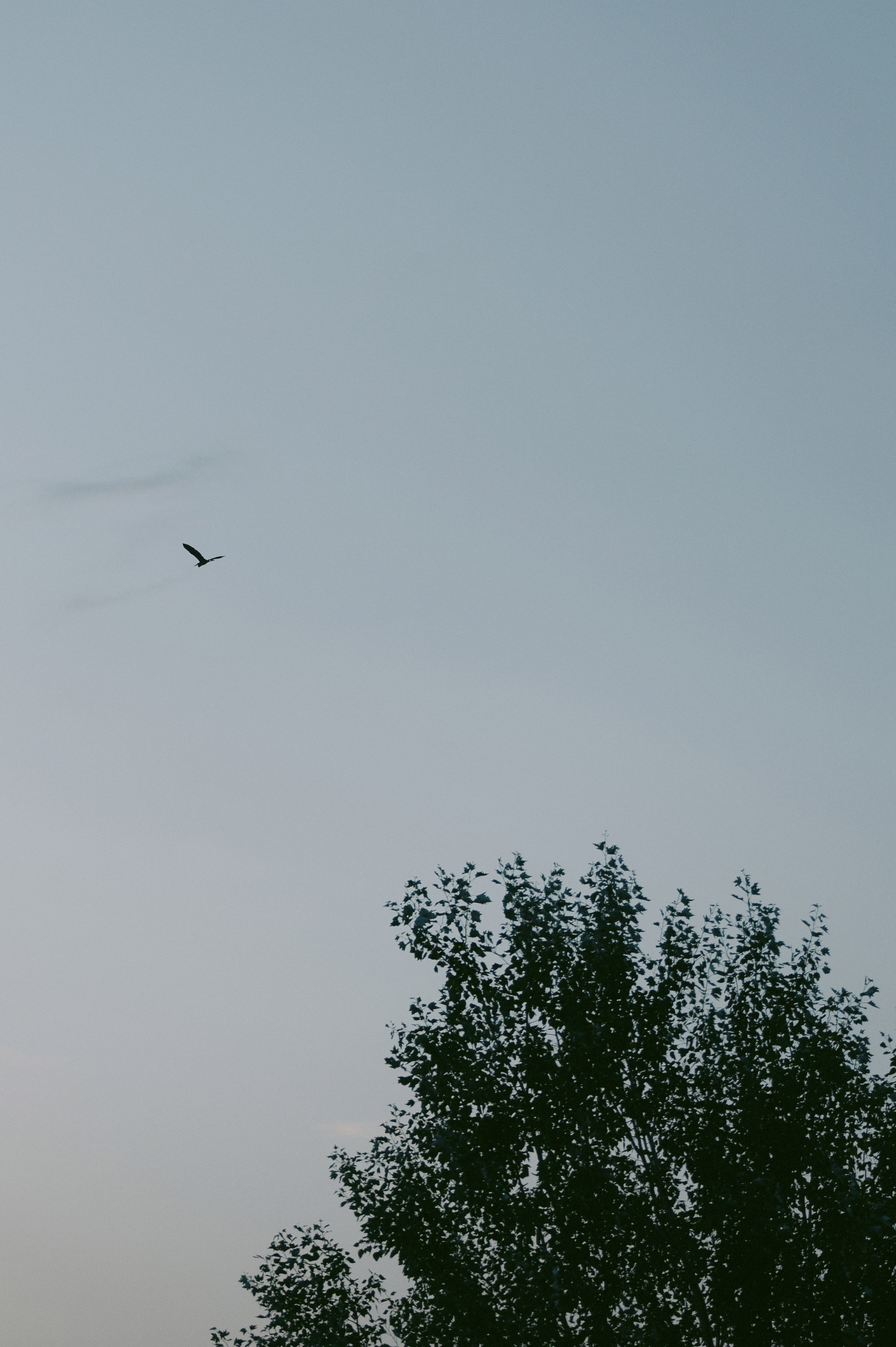 Лина и Стас. Свадебный фотограф в Ростовe-на-Дону Анастасия Прутова