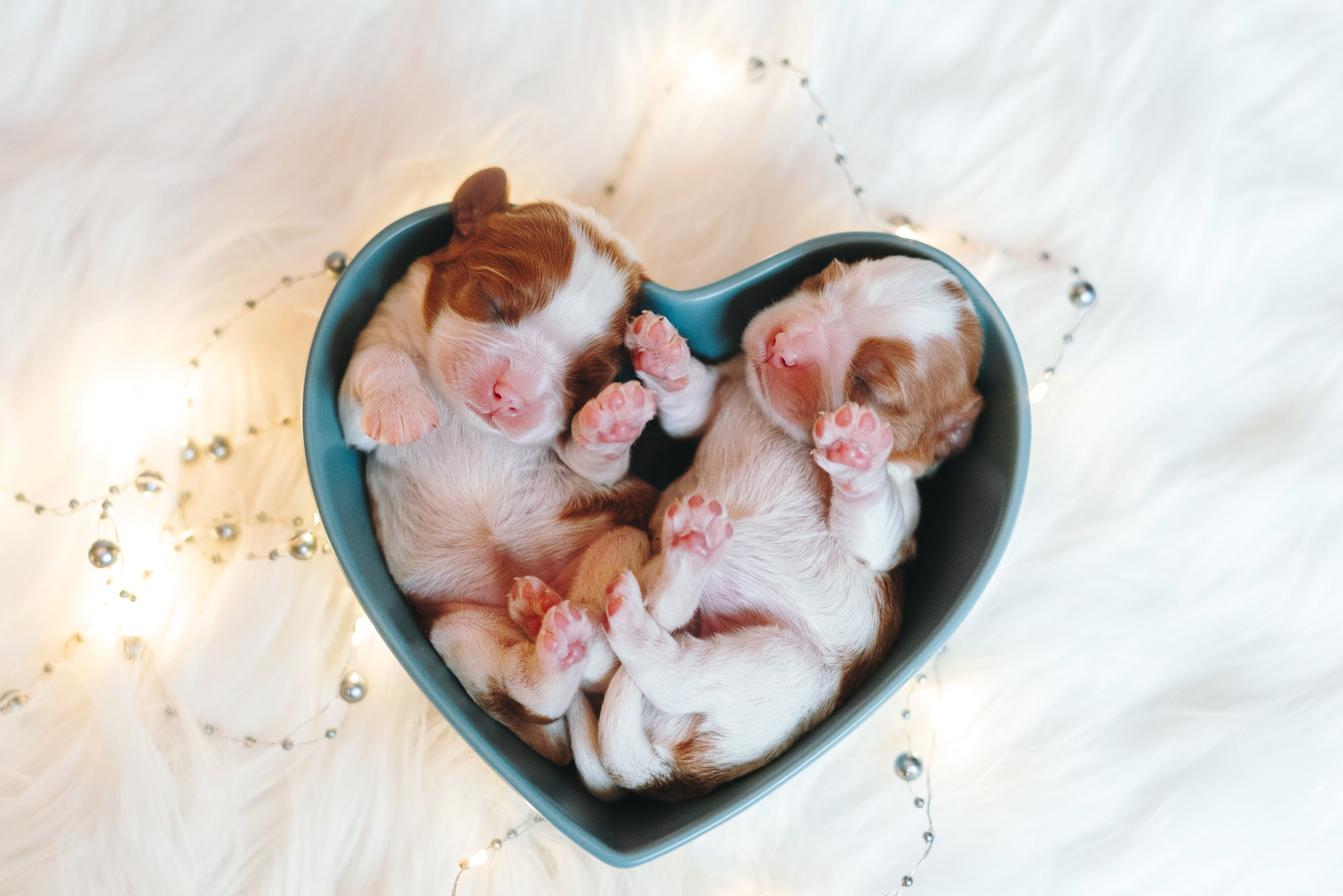 ККЧС. Фотограф анималист Осипчикова Мария