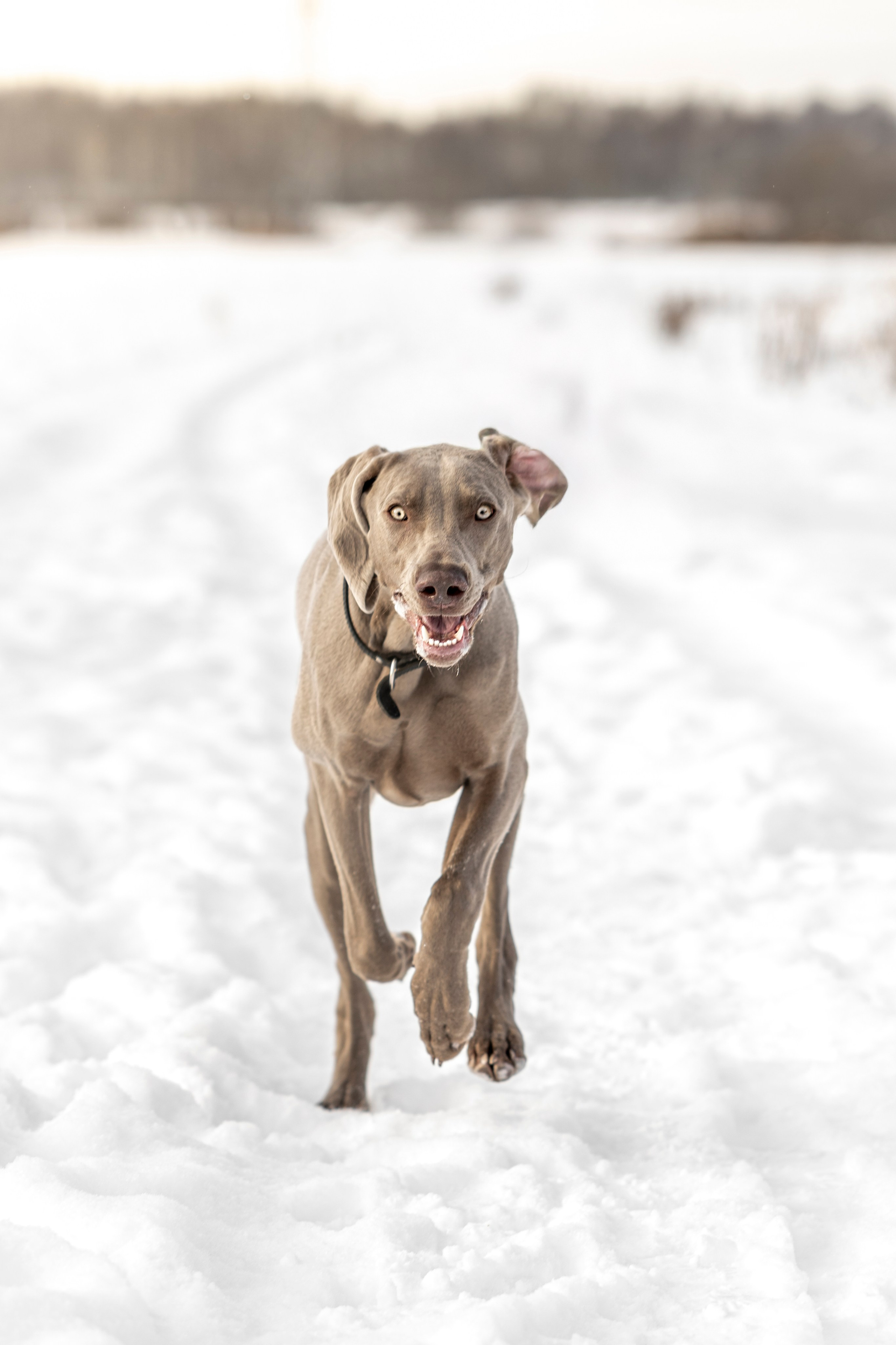 Фотопрогулка с красивой собакой. Фотограф анималист в Санкт-Петербурге Таша Крейв