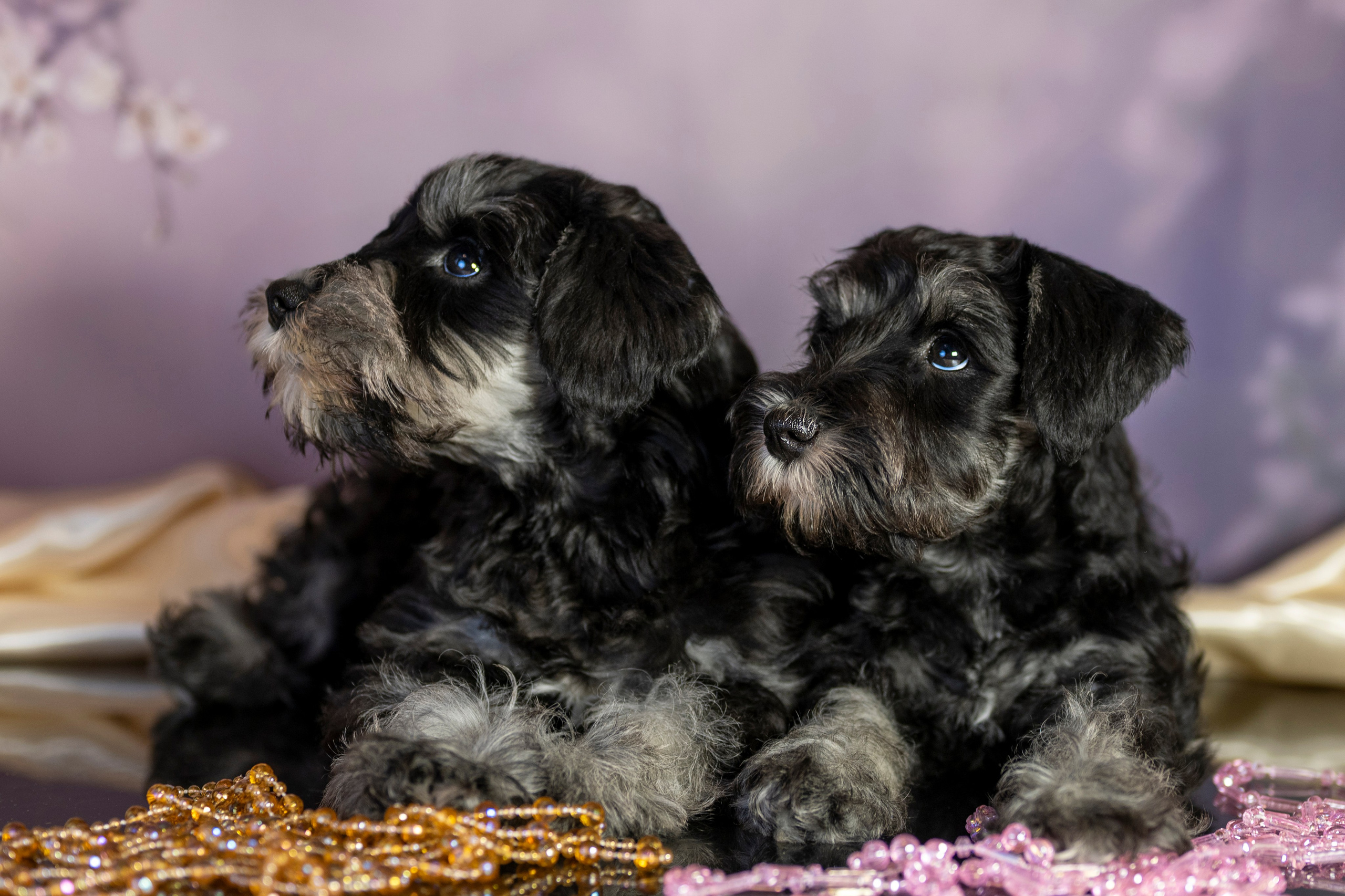 Маленькие цверги. Фотограф анималист в Санкт-Петербурге Таша Крейв