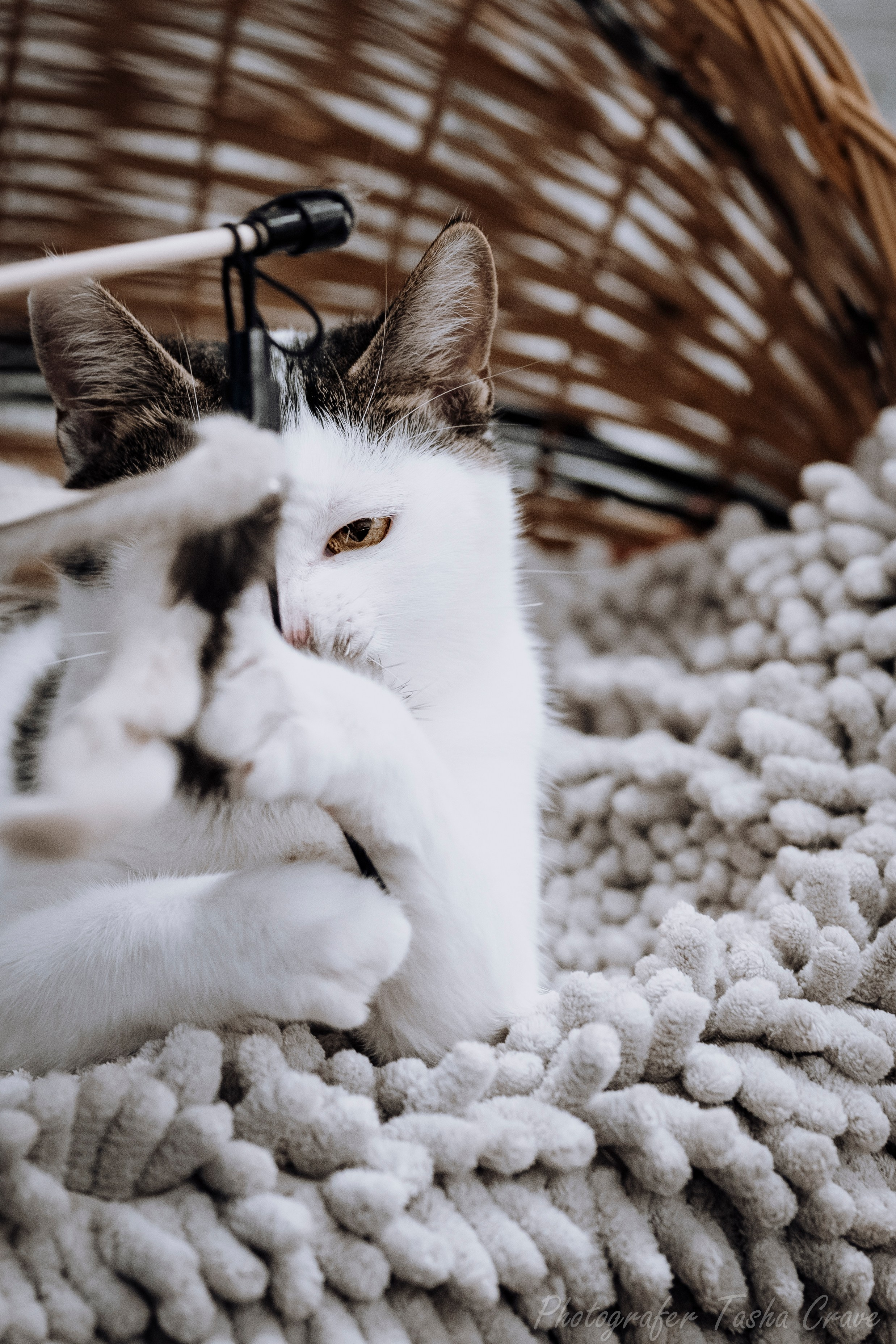 Приют для котиков "Убежище". Фотограф анималист в Санкт-Петербурге Таша Крейв